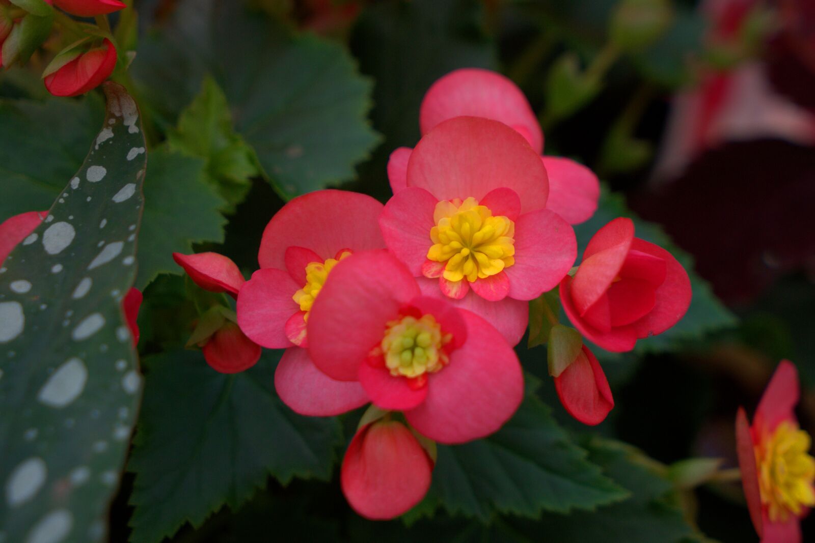 Sony a7 II + Sony Vario Tessar T* FE 24-70mm F4 ZA OSS sample photo. Flower, blossom, bloom photography