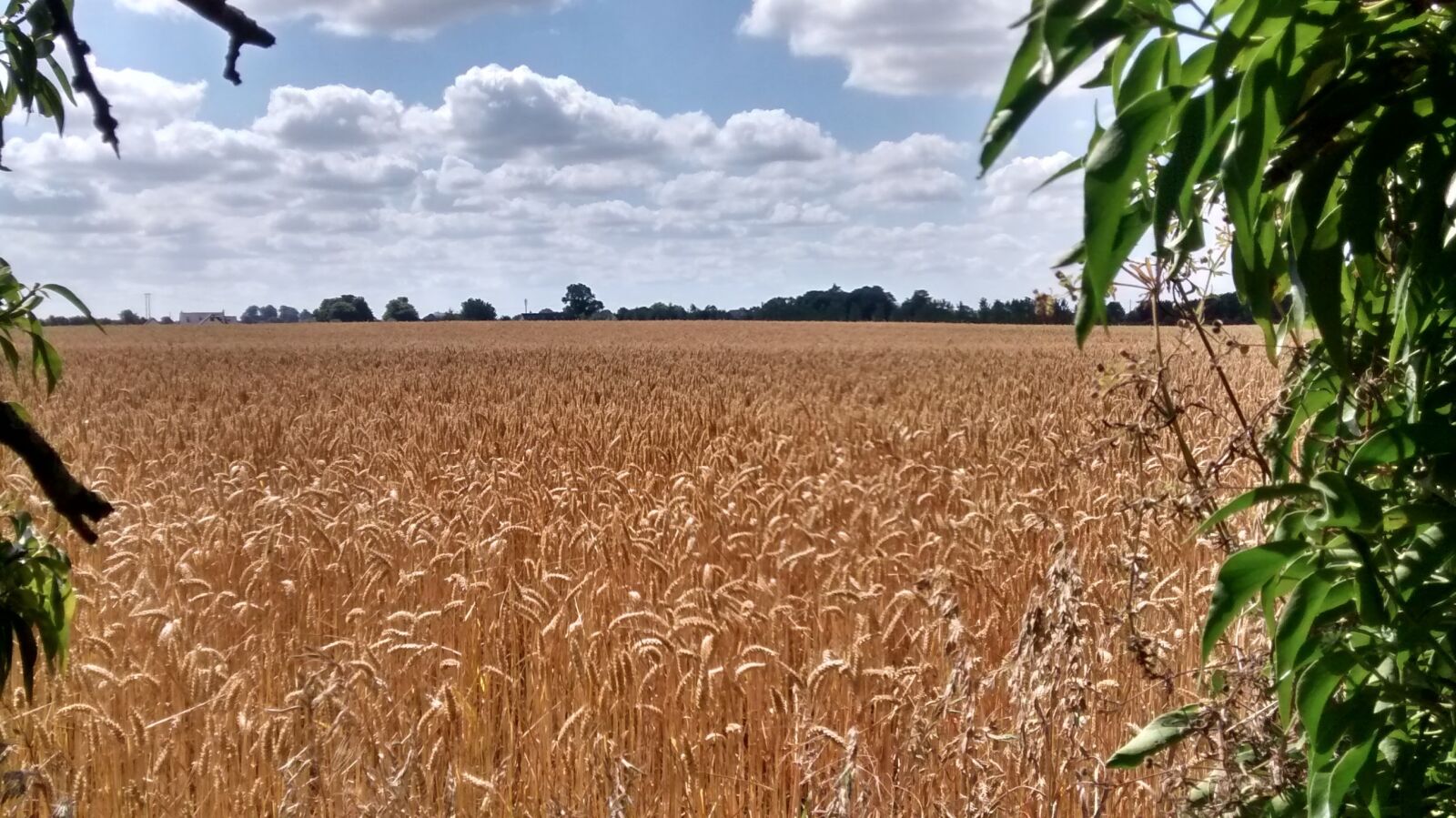 Motorola XT1032 sample photo. Agriculture, crop, wheat photography