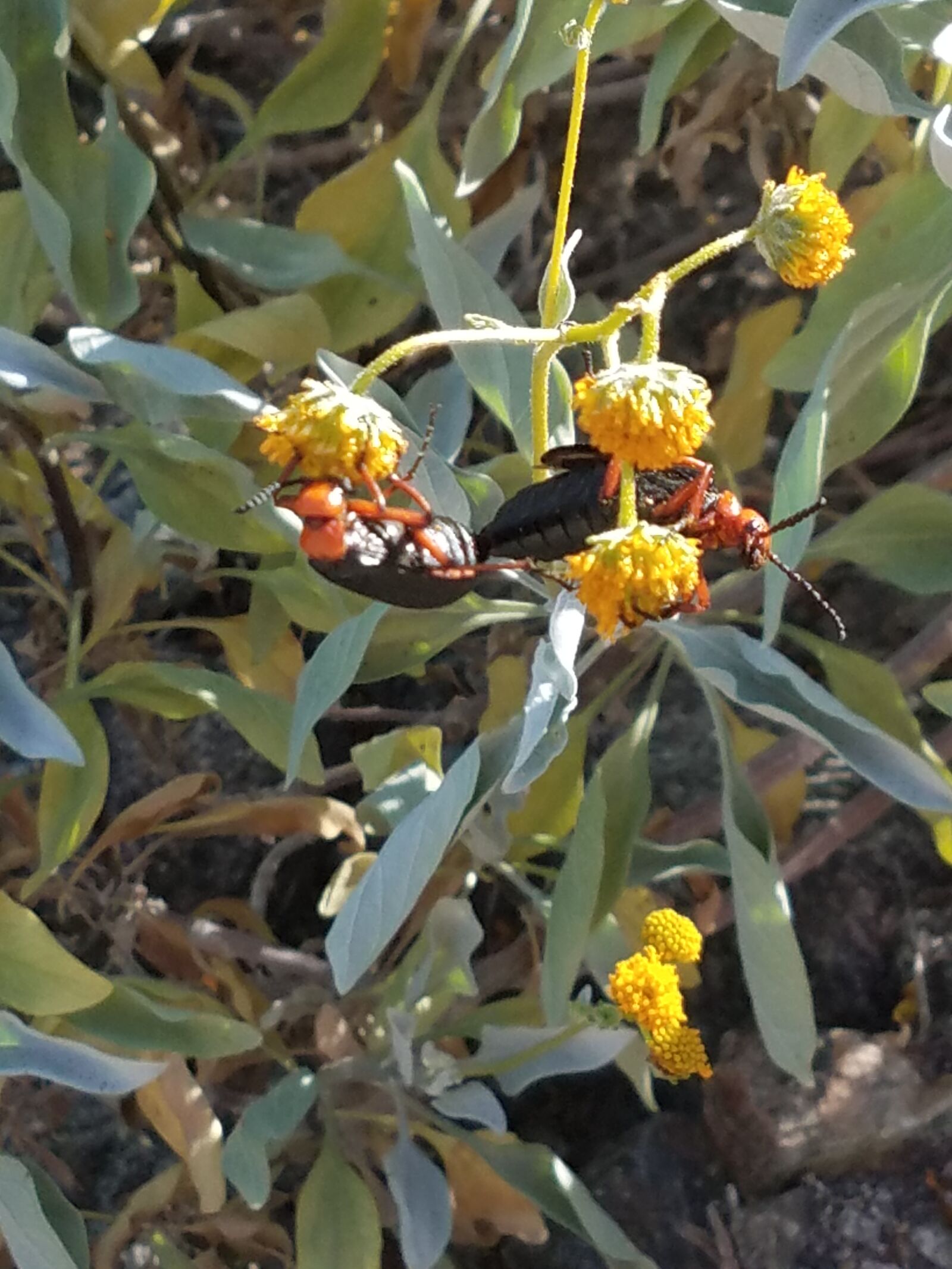 Samsung Galaxy S7 sample photo. Bug, desert, flower, yellow photography