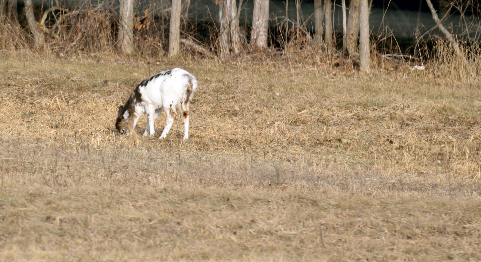Nikon D5300 sample photo. Deer, animal, wildlife photography