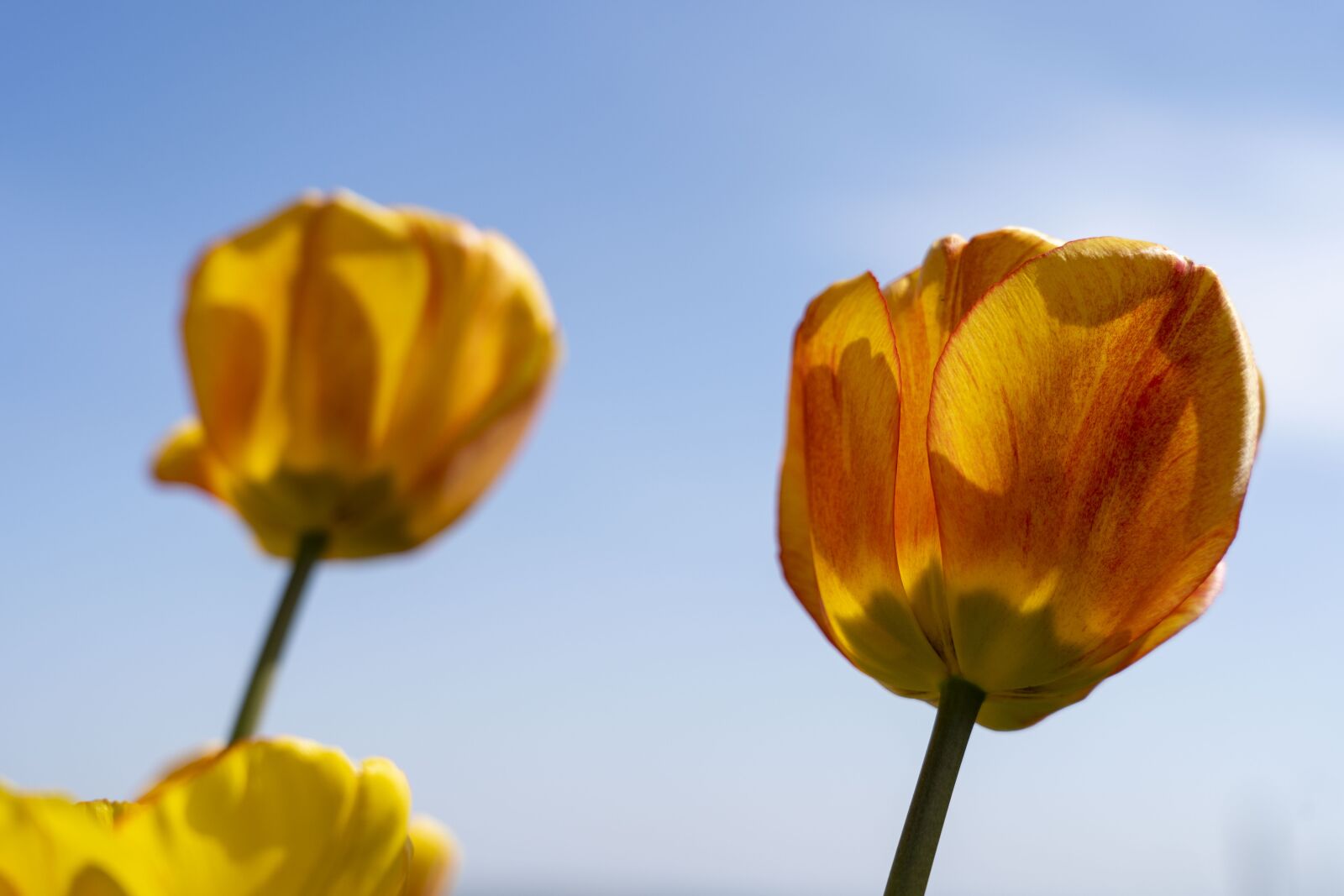 Sony FE 24-105mm F4 G OSS sample photo. Tulip, tulips, flower photography