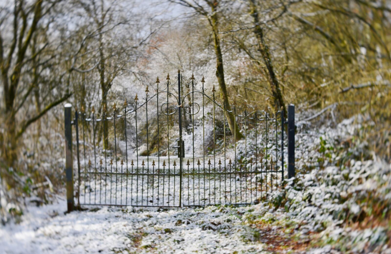 Nikon D600 sample photo. Fence, fairylike, winter photography