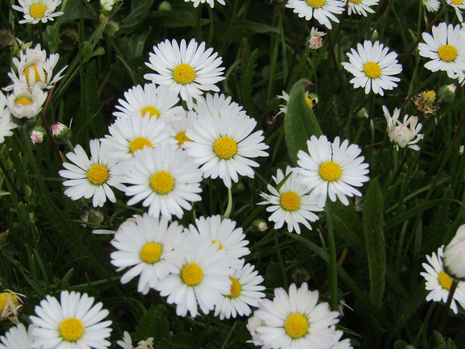 Canon POWERSHOT SX430 IS sample photo. Daisies, flowers, spring photography