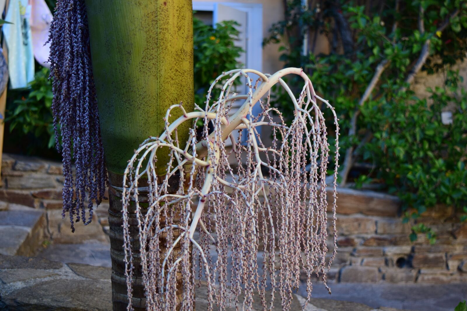 Nikon D5300 sample photo. Plants, weird, plants flowering photography