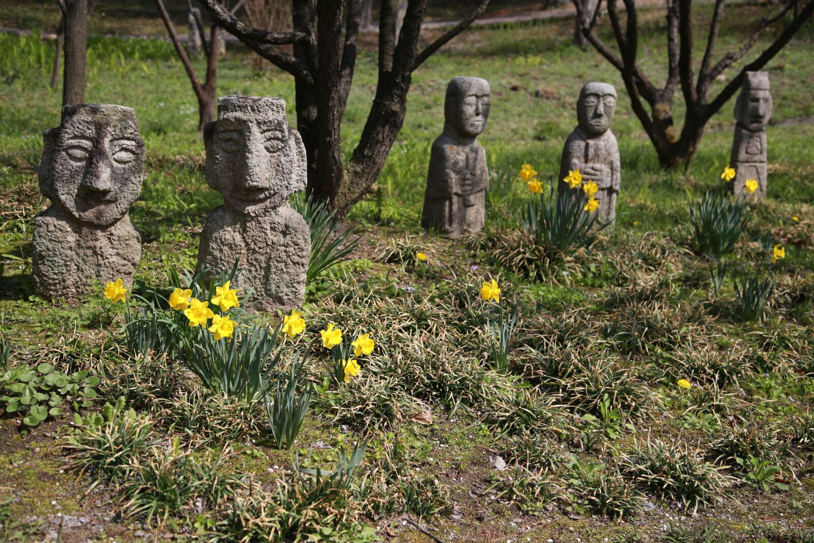 Canon EOS 6D + Canon EF 24-105mm F4L IS USM sample photo. Narcissus, spring, plants photography