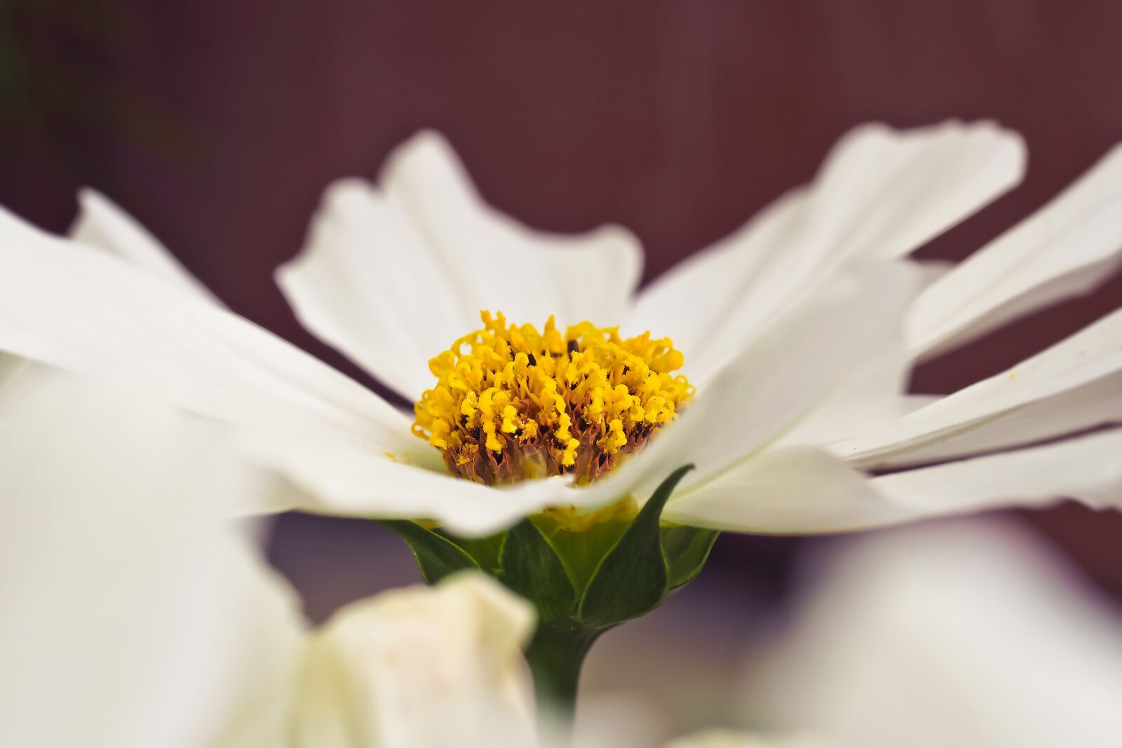 Olympus OM-D E-M10 sample photo. Flower, gerbera, blossom photography