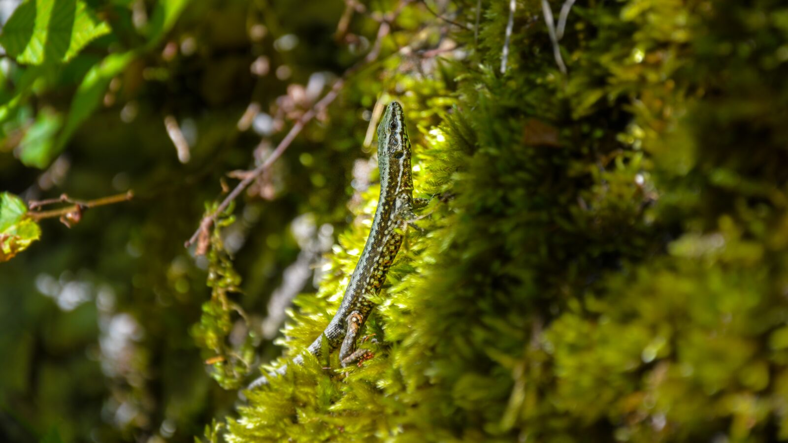 Nikon D3200 sample photo. Lizard, foam, green photography
