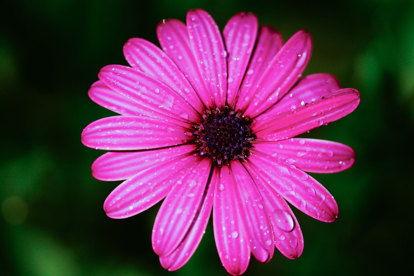 150mm F2.8 sample photo. Flower, pink, water photography