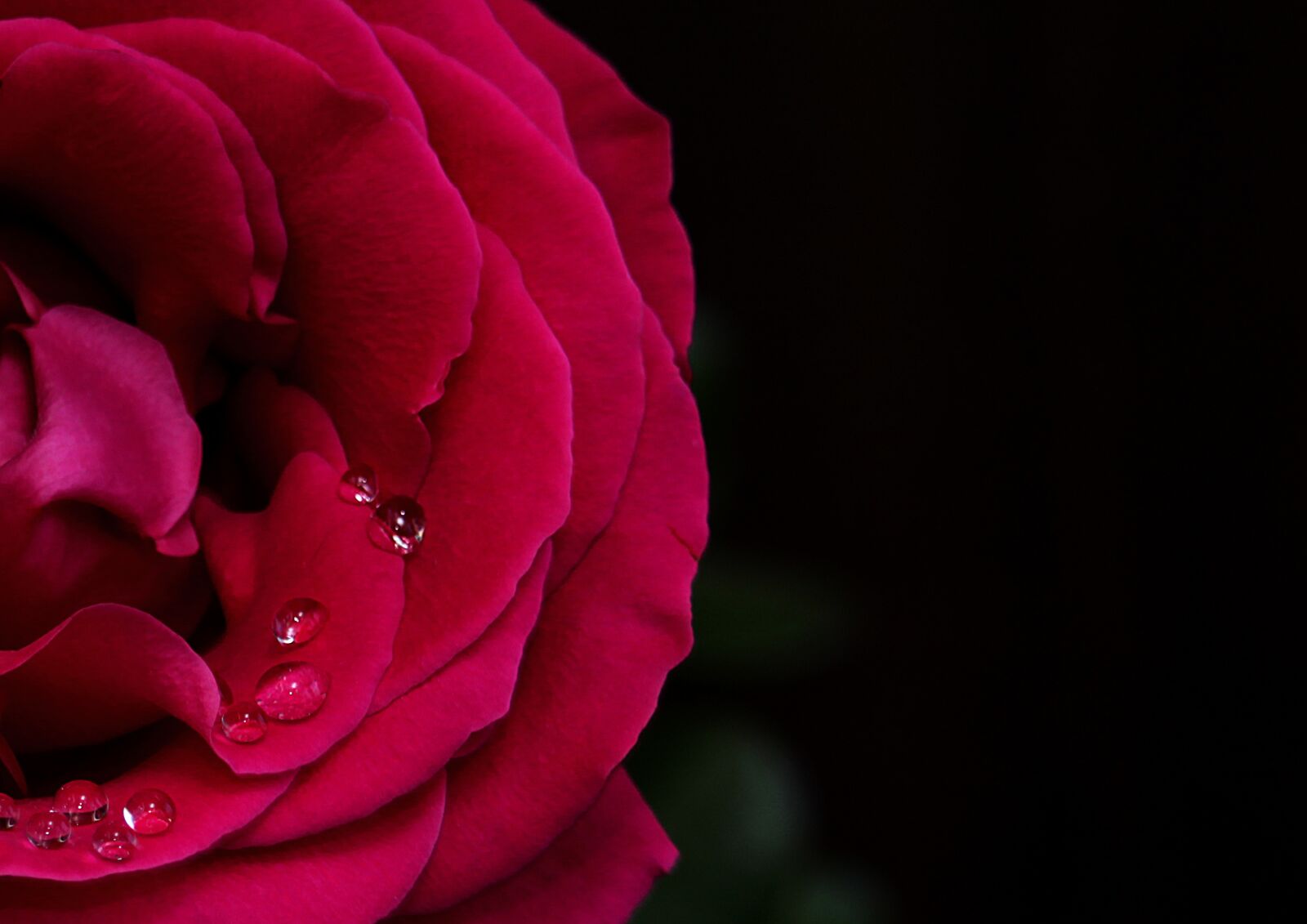 Canon EF-S 55-250mm F4-5.6 IS STM sample photo. Rose, flower, drops photography