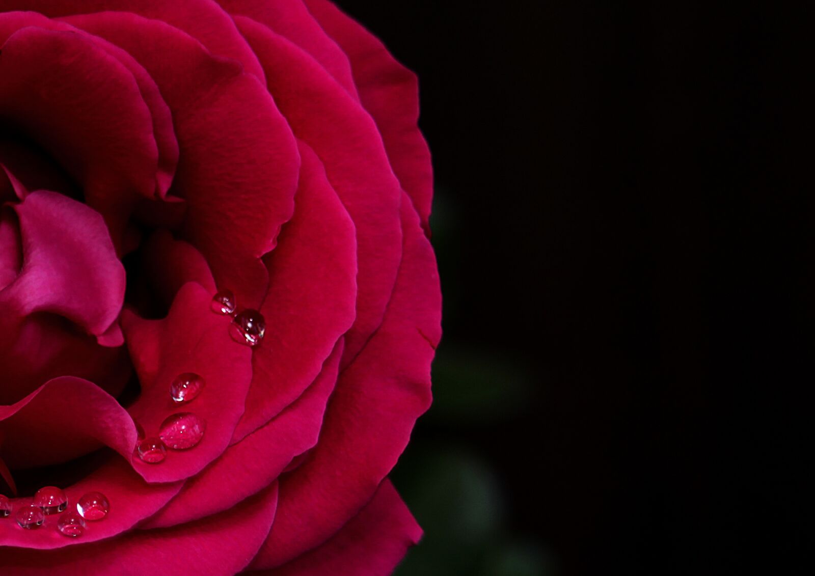 Canon EOS 1200D (EOS Rebel T5 / EOS Kiss X70 / EOS Hi) + Canon EF-S 55-250mm F4-5.6 IS STM sample photo. Rose, flower, drops photography