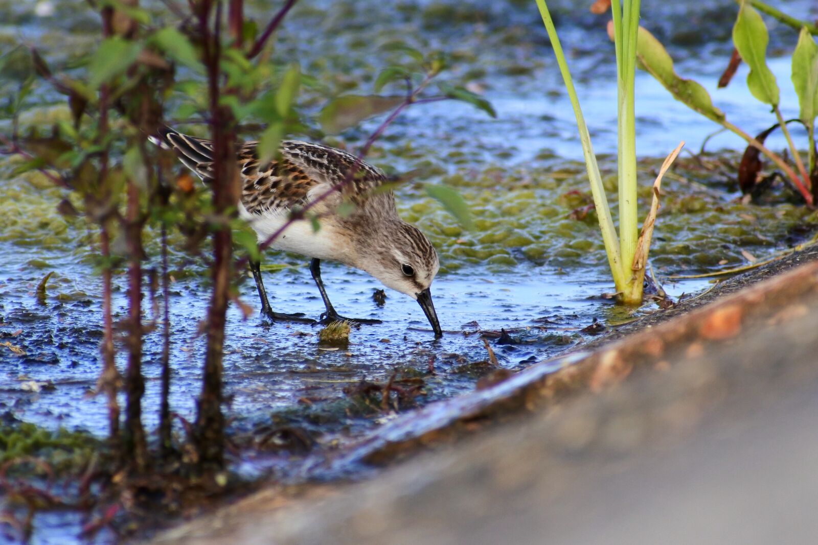 VR 70-300mm f/4.5-6.3G sample photo. Animal, river, waterside photography