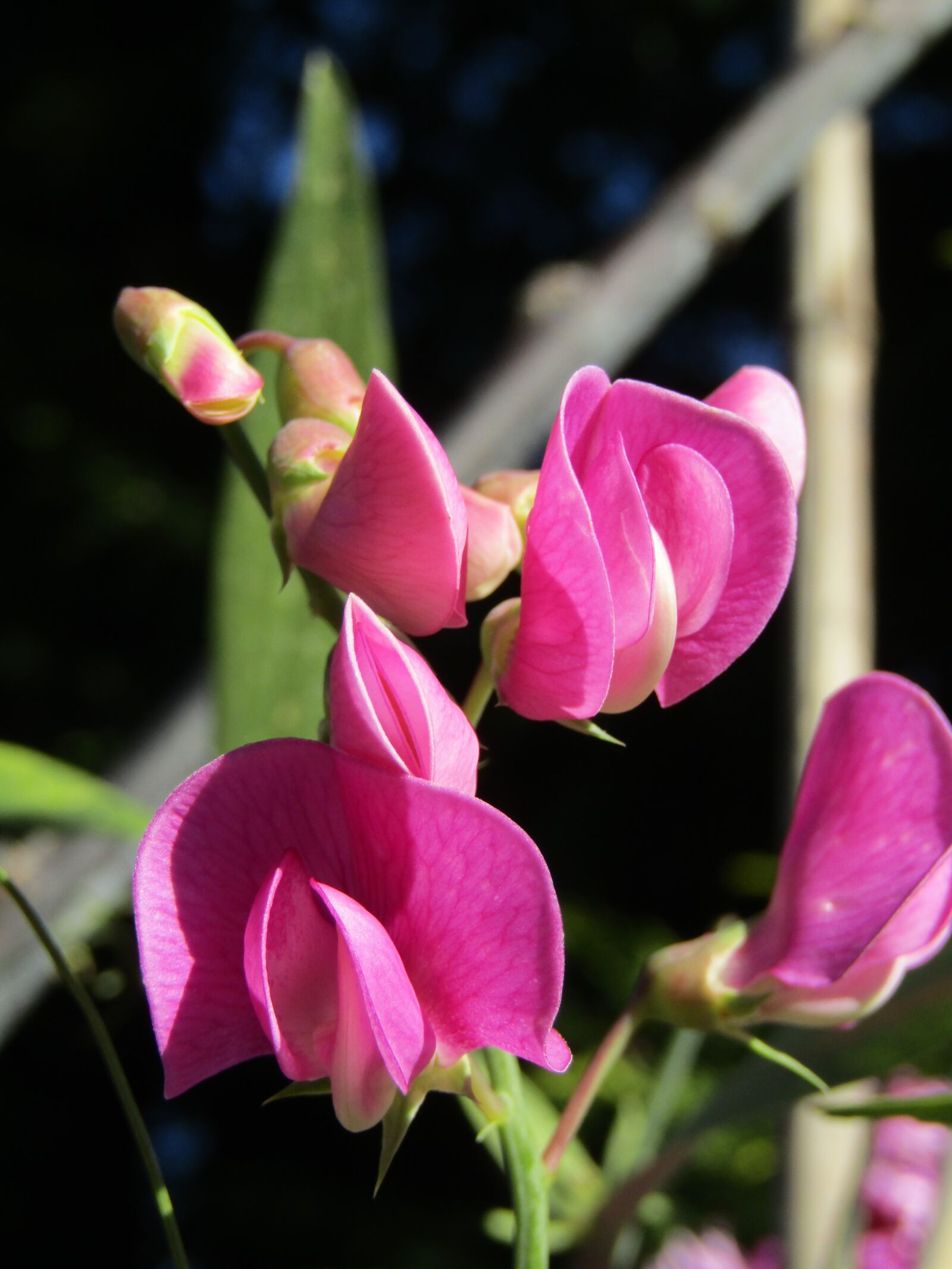 Canon POWERSHOT SX432 IS sample photo. Vetches, pink, garden photography