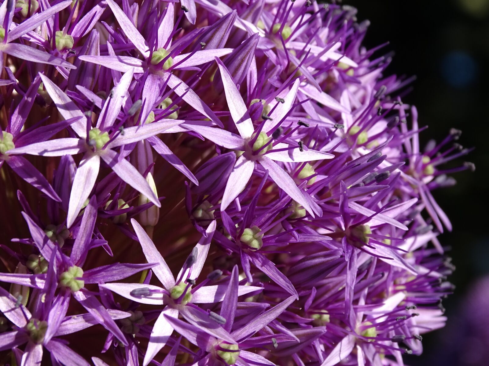 Sony Cyber-shot DSC-HX400V sample photo. Flower, flowers, purple photography