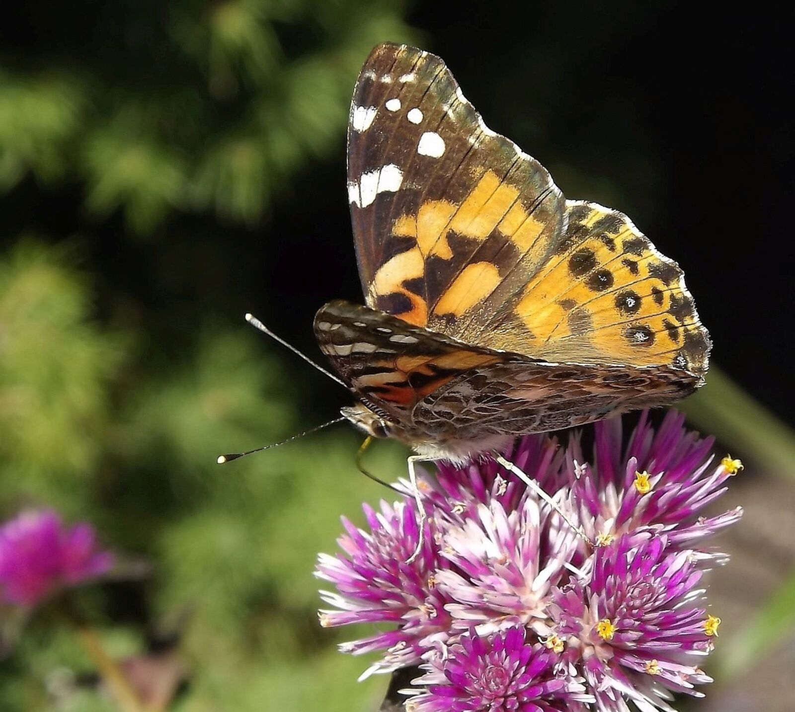 Fujifilm FinePix S3400 sample photo. Fauna, insects, butterfly photography