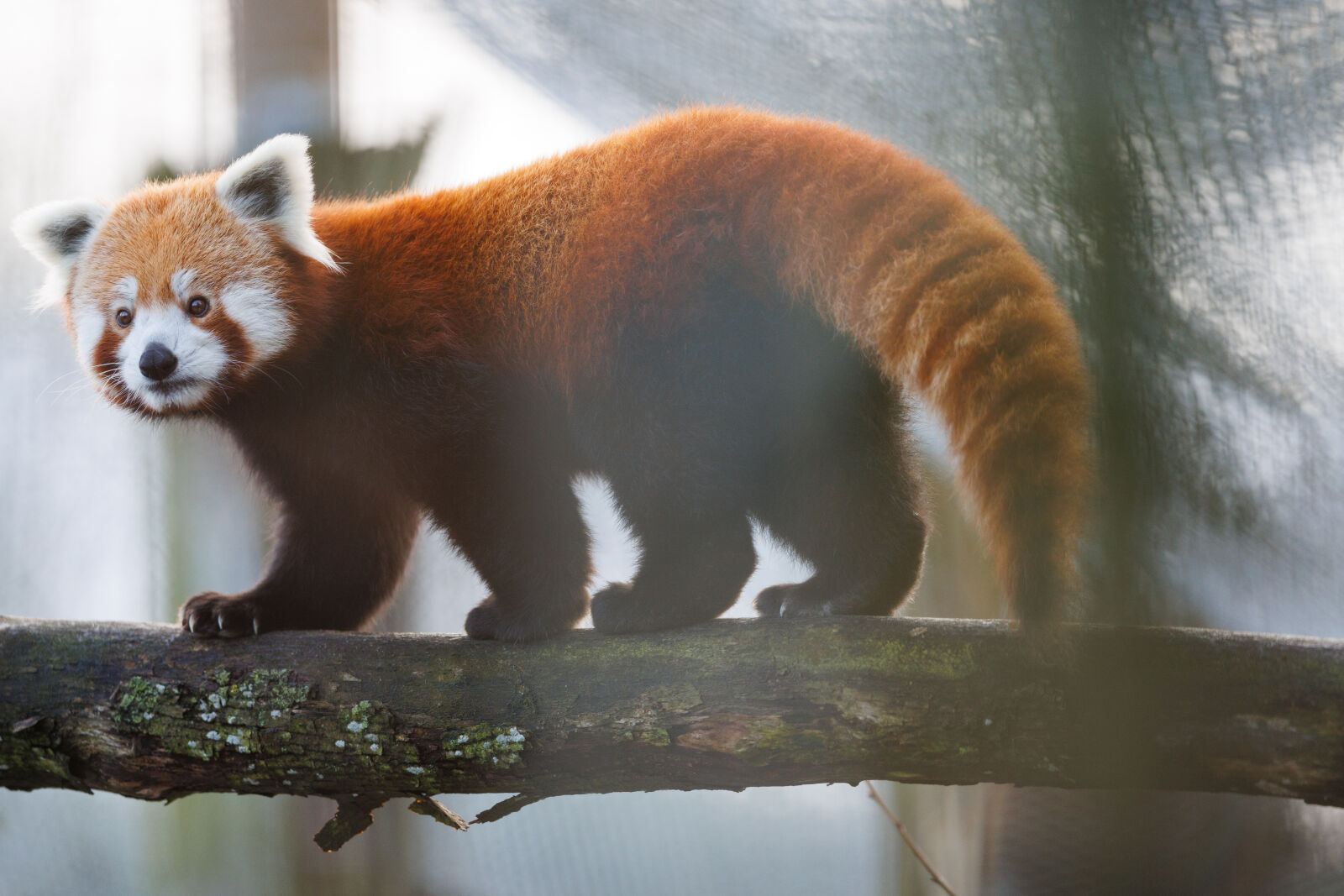 Canon EOS R5 sample photo. Red panda photography