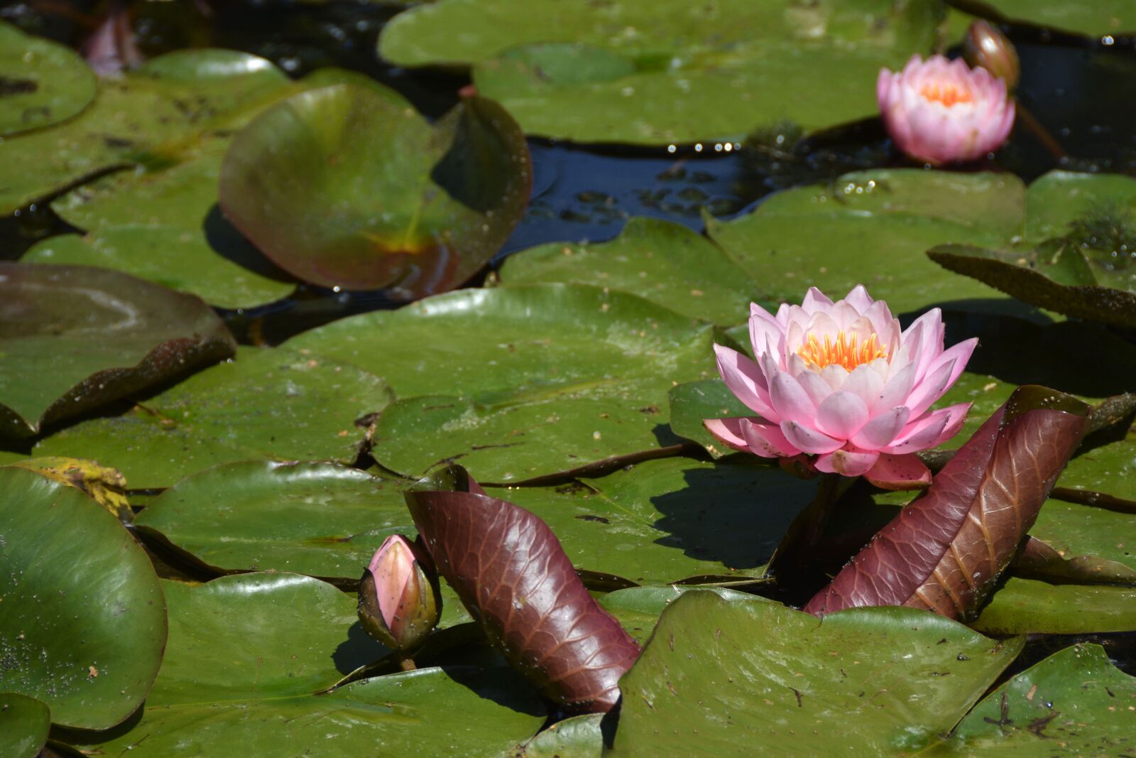 Nikon D7100 sample photo. Water lily, nature, pond photography