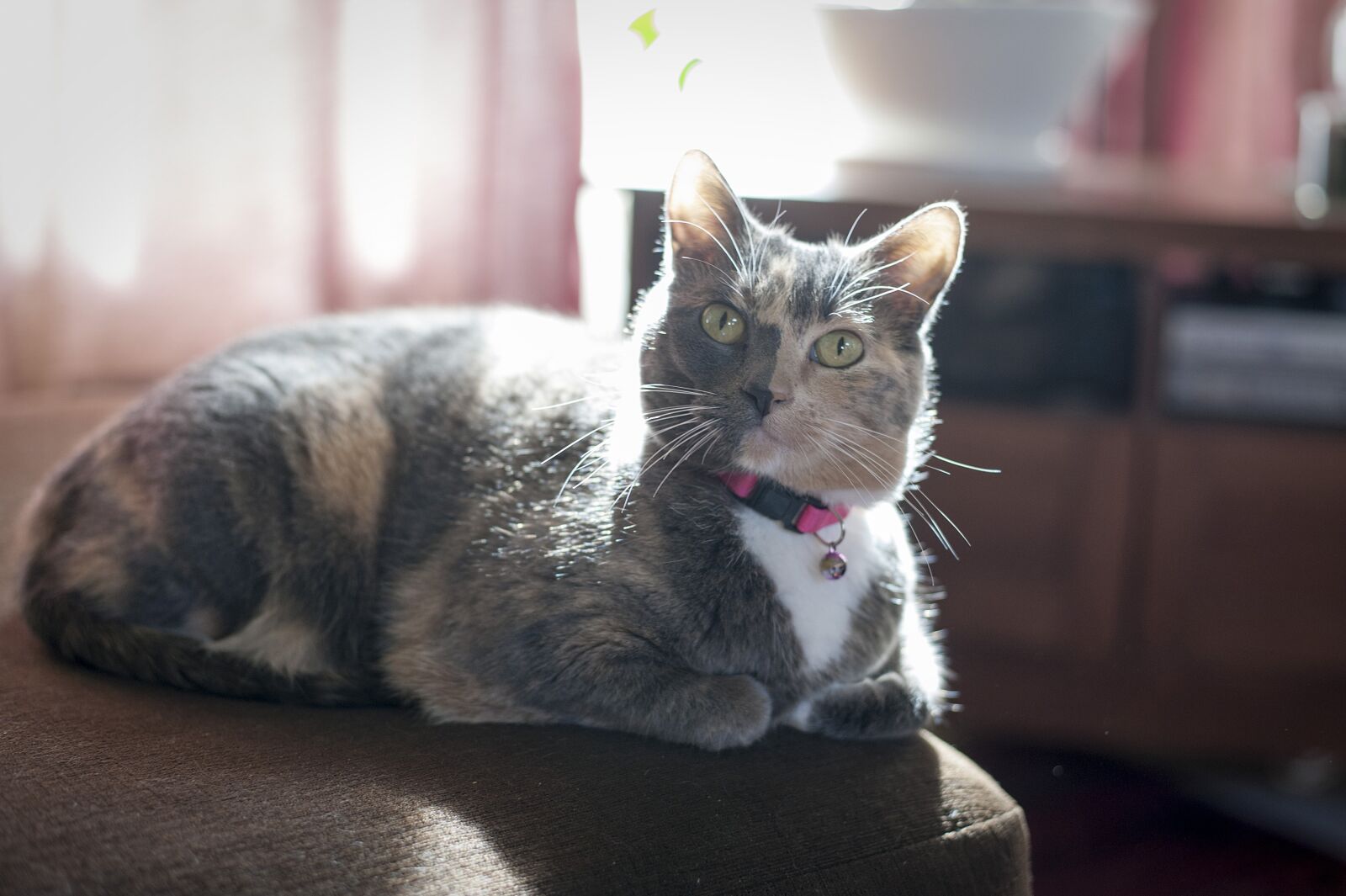 Nikon D700 sample photo. Cat, feline, housecat photography