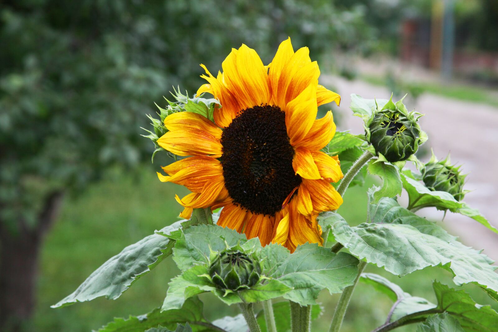Canon EOS 5D Mark II sample photo. Sunflower, yellow-orange flower, beautiful photography