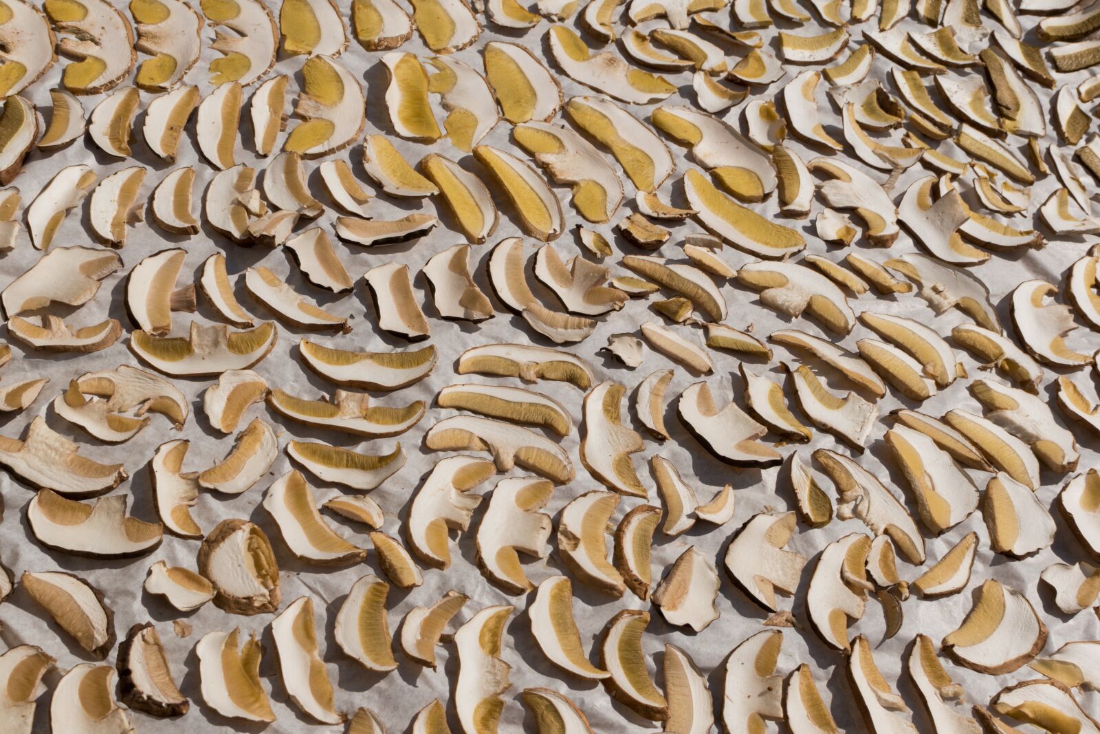 Nikon D5500 sample photo. Mushrooms, dried mushrooms, dub photography