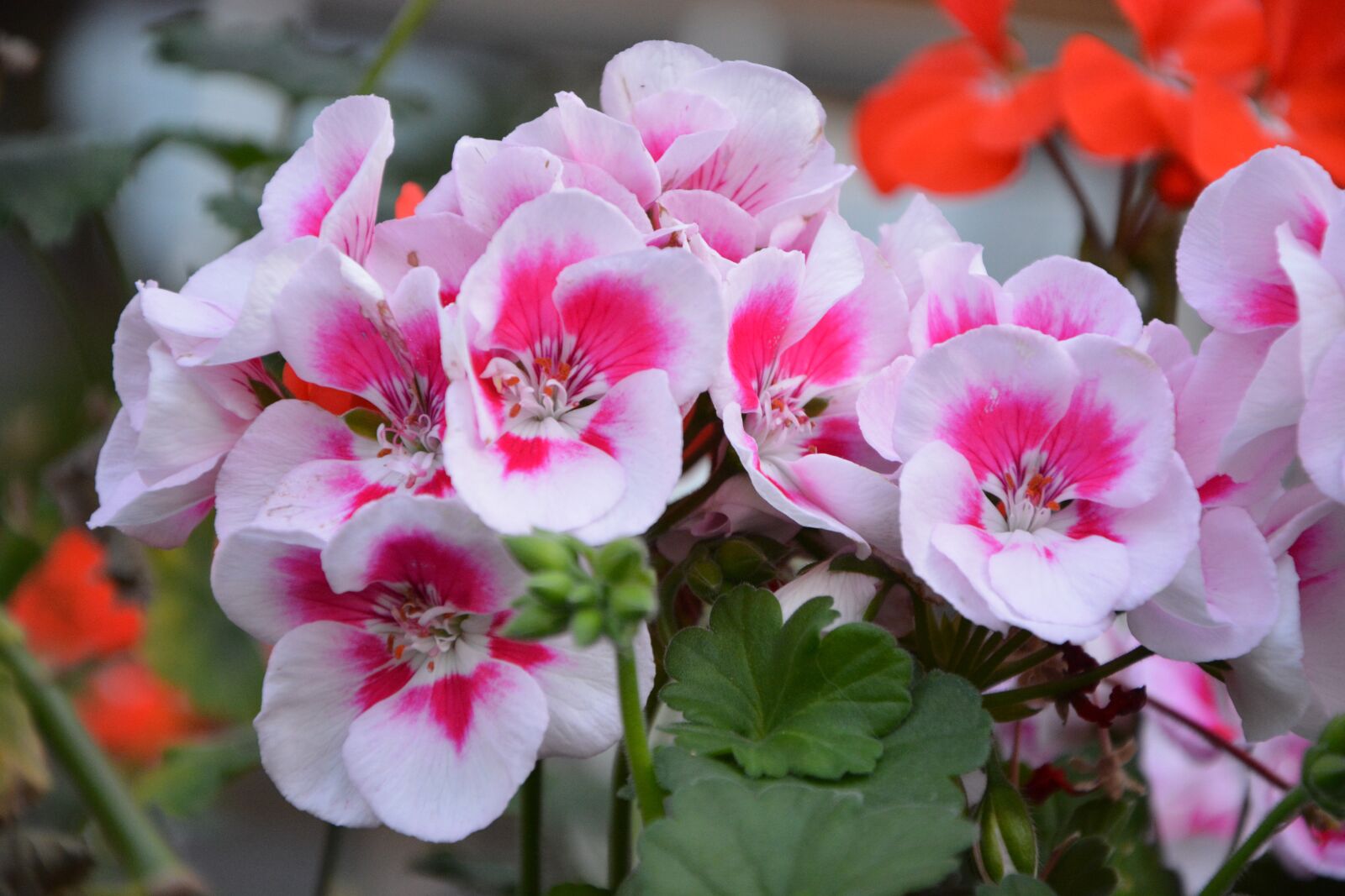 Nikon D5200 sample photo. Geranium, pink, rose geranium photography