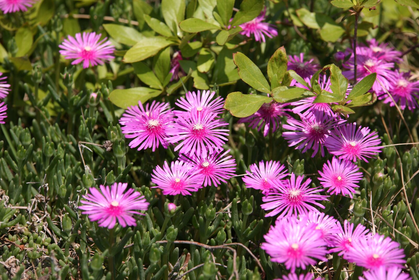 Canon EOS 5D sample photo. Pine country, flowers, plants photography