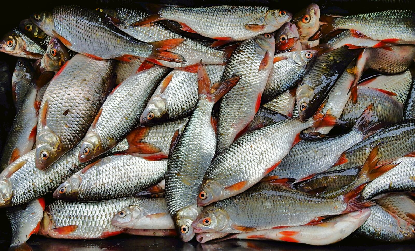 Nikon Coolpix P900 sample photo. Fishing, obstacles, field photography