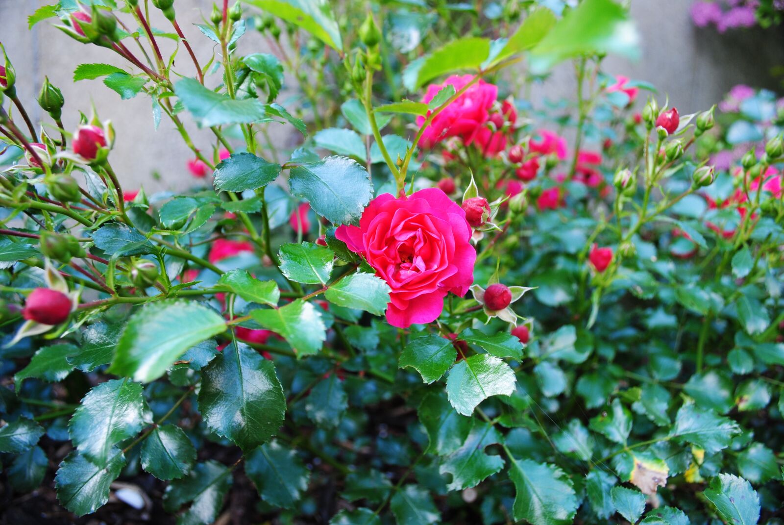 Nikon D3000 sample photo. Rose, plant, buds photography