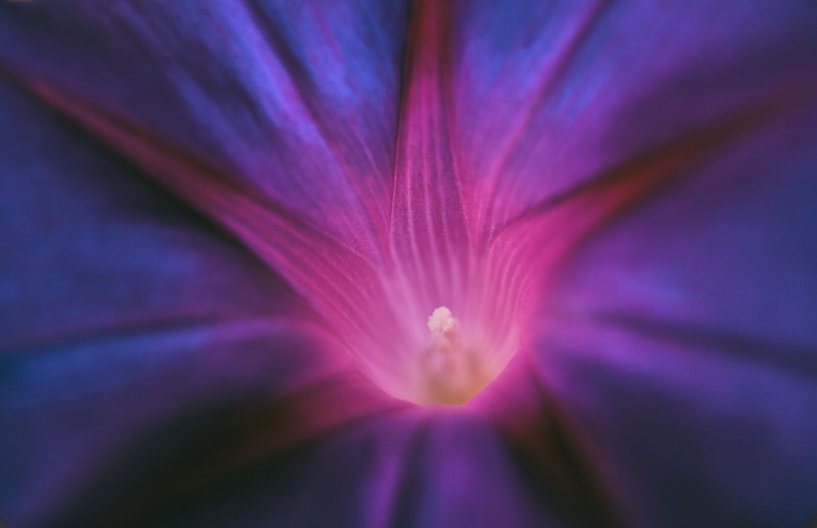 Fujifilm XF 18-55mm F2.8-4 R LM OIS sample photo. Purple pageantry winds, blossom photography