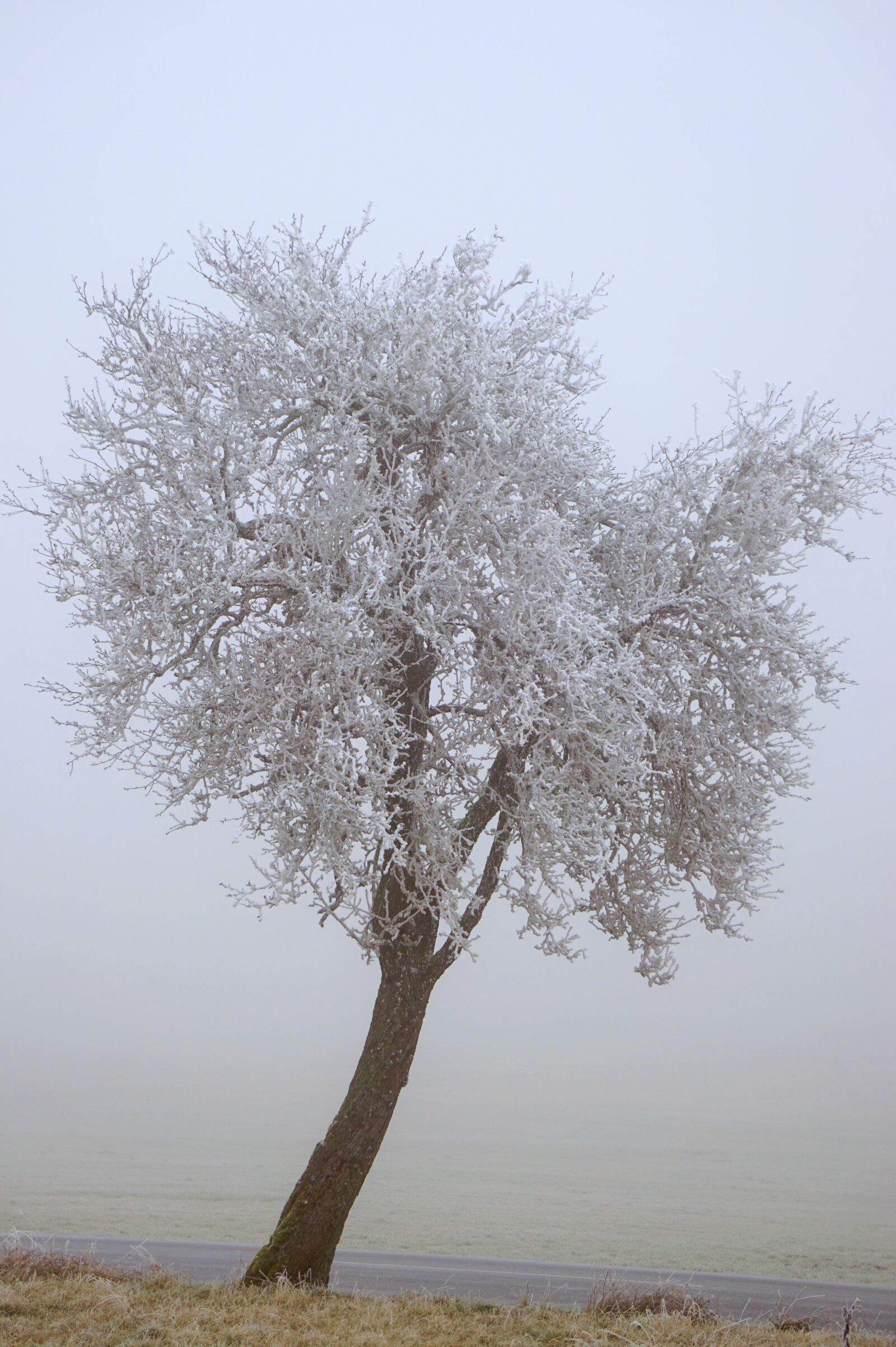 Sony E 55-210mm F4.5-6.3 OSS sample photo. Tree, fog, hoarfrost photography