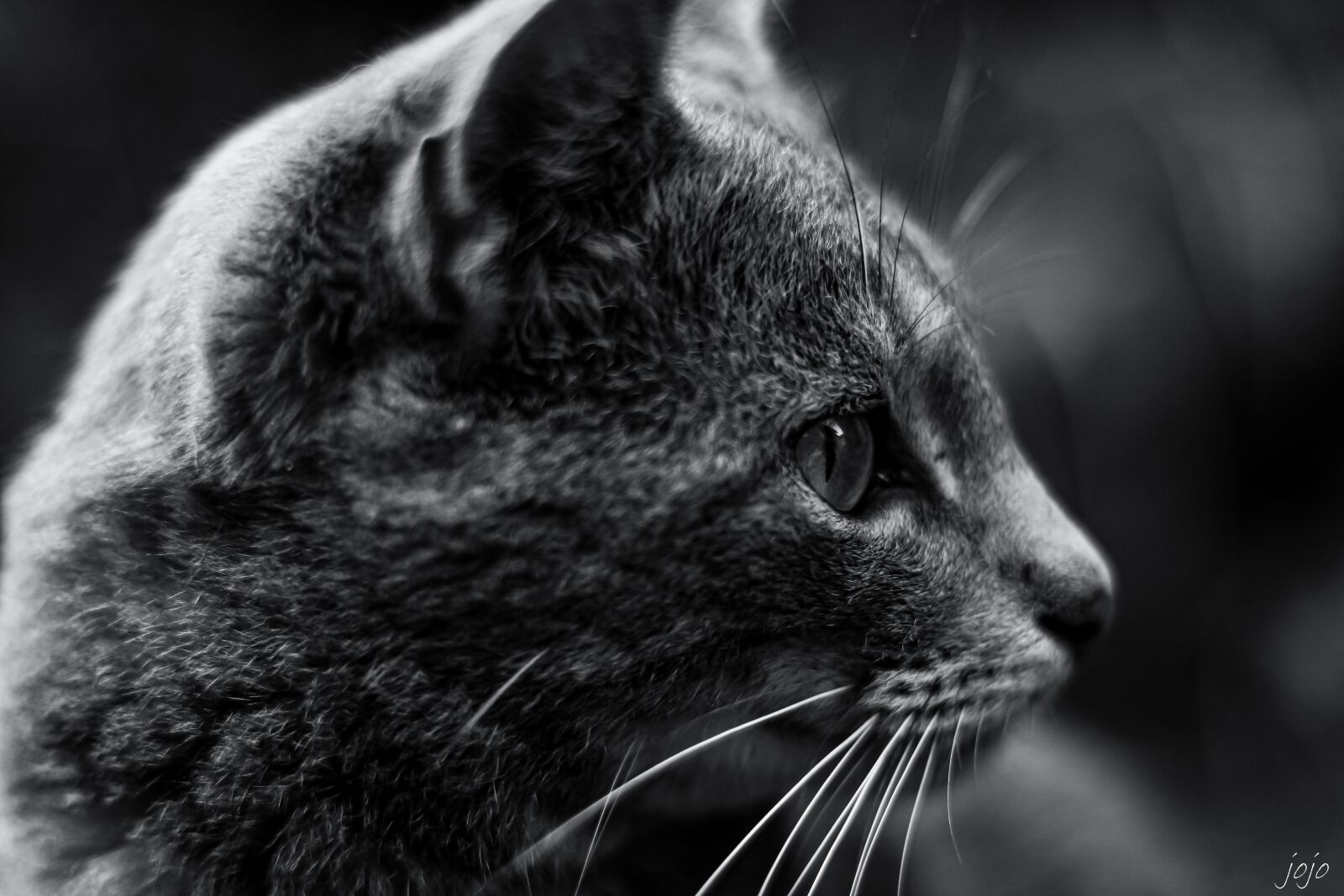 Canon EF 50mm F1.8 STM sample photo. Cat, black and white photography