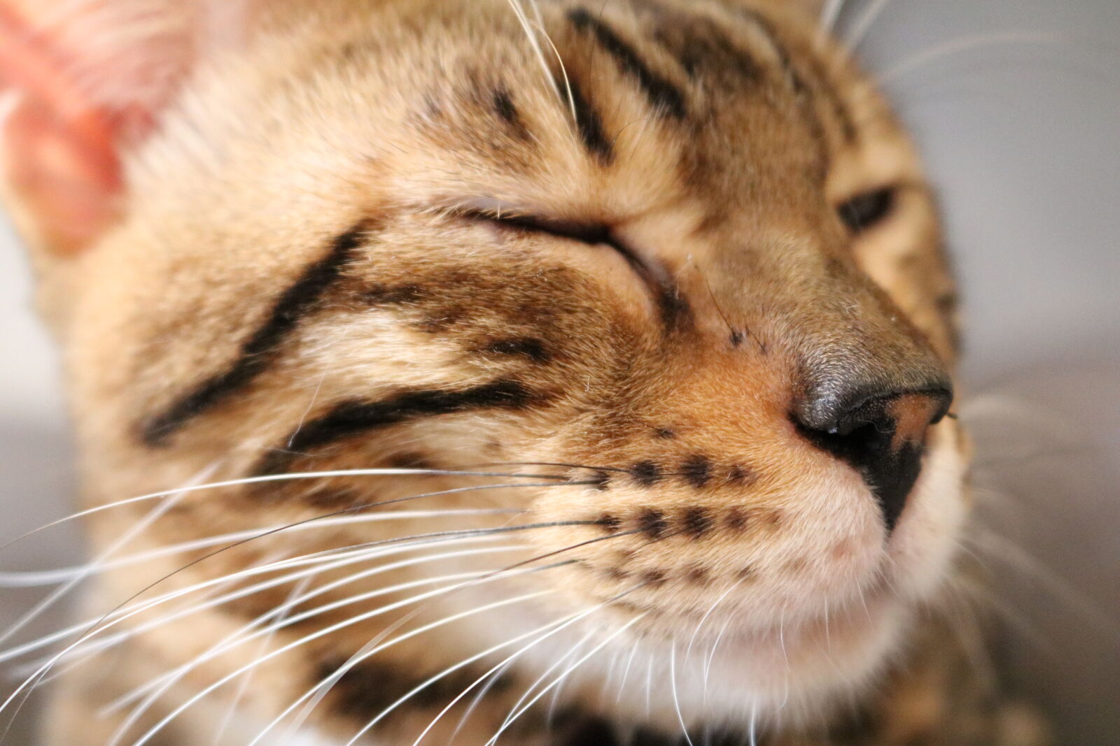 Canon EOS 750D (EOS Rebel T6i / EOS Kiss X8i) + Canon EF-S 18-55mm F3.5-5.6 IS STM sample photo. Cat, cat, face photography