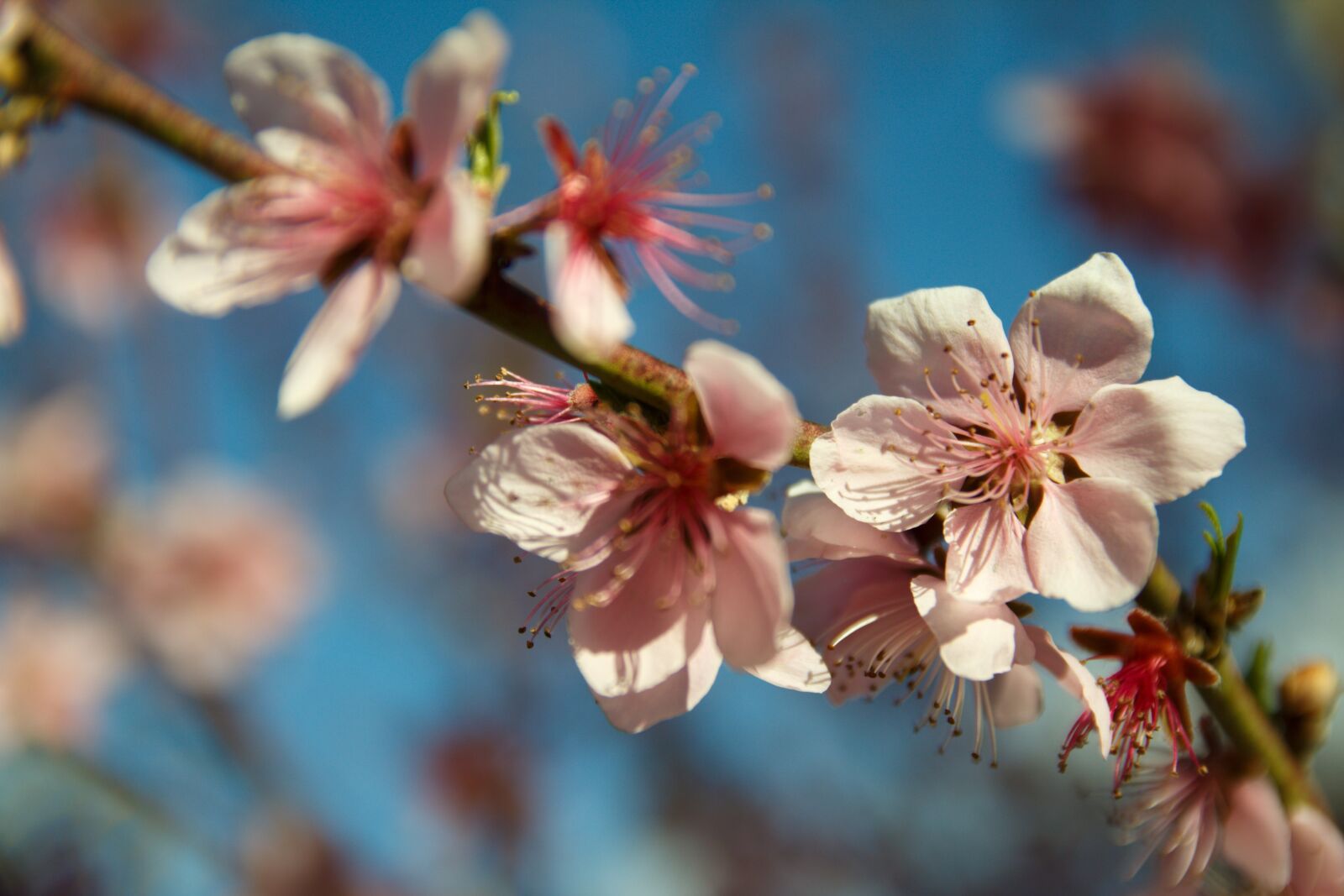 Canon EOS 60D sample photo. Peach blossom, spring, peach photography