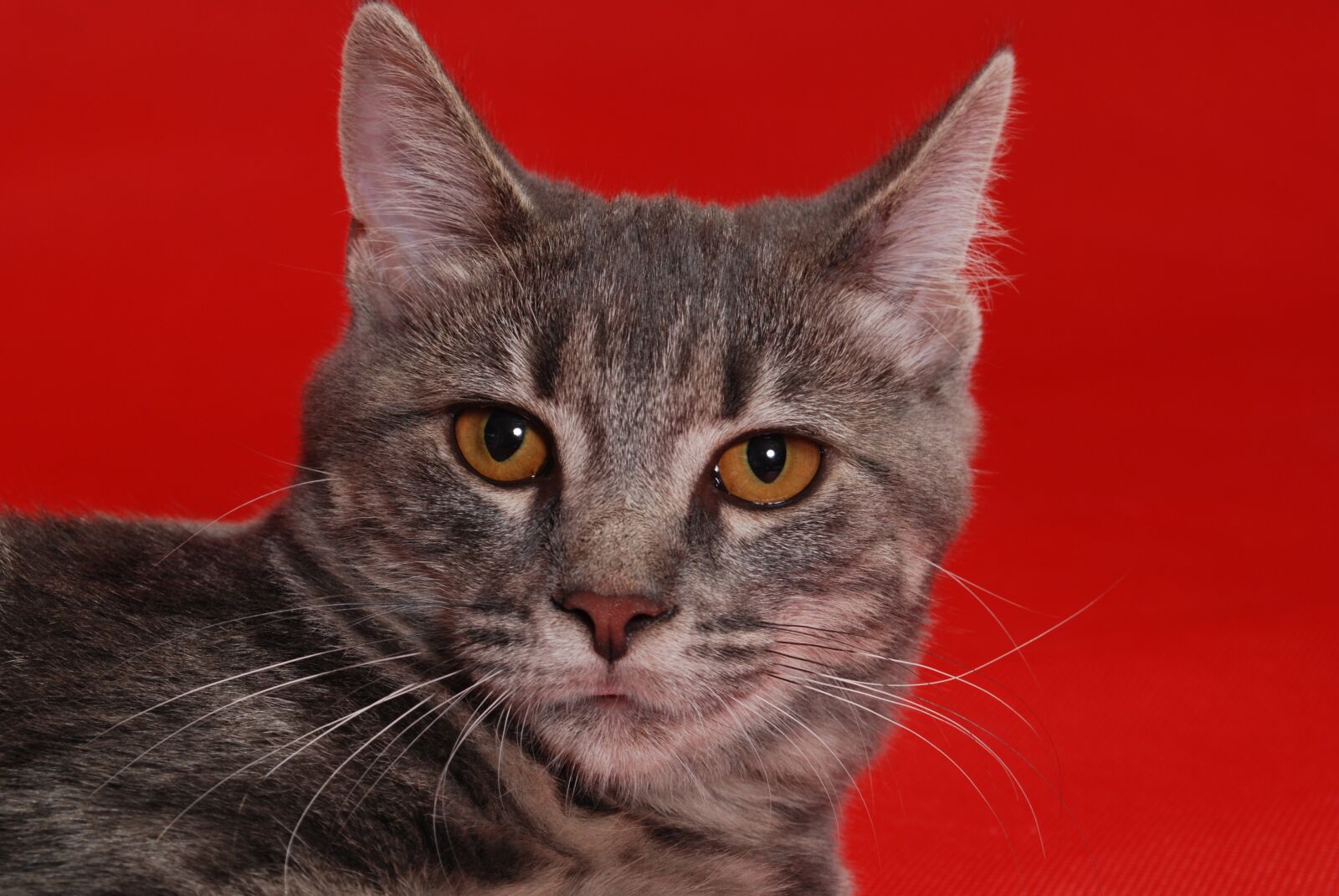 Nikon D60 sample photo. Cat, red, kitten photography