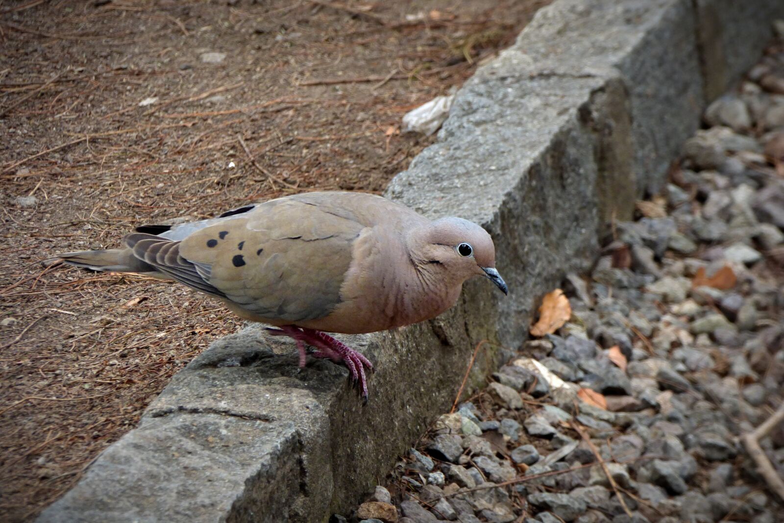 Panasonic Lumix DMC-FZ70 sample photo. Ave, bird, animal photography