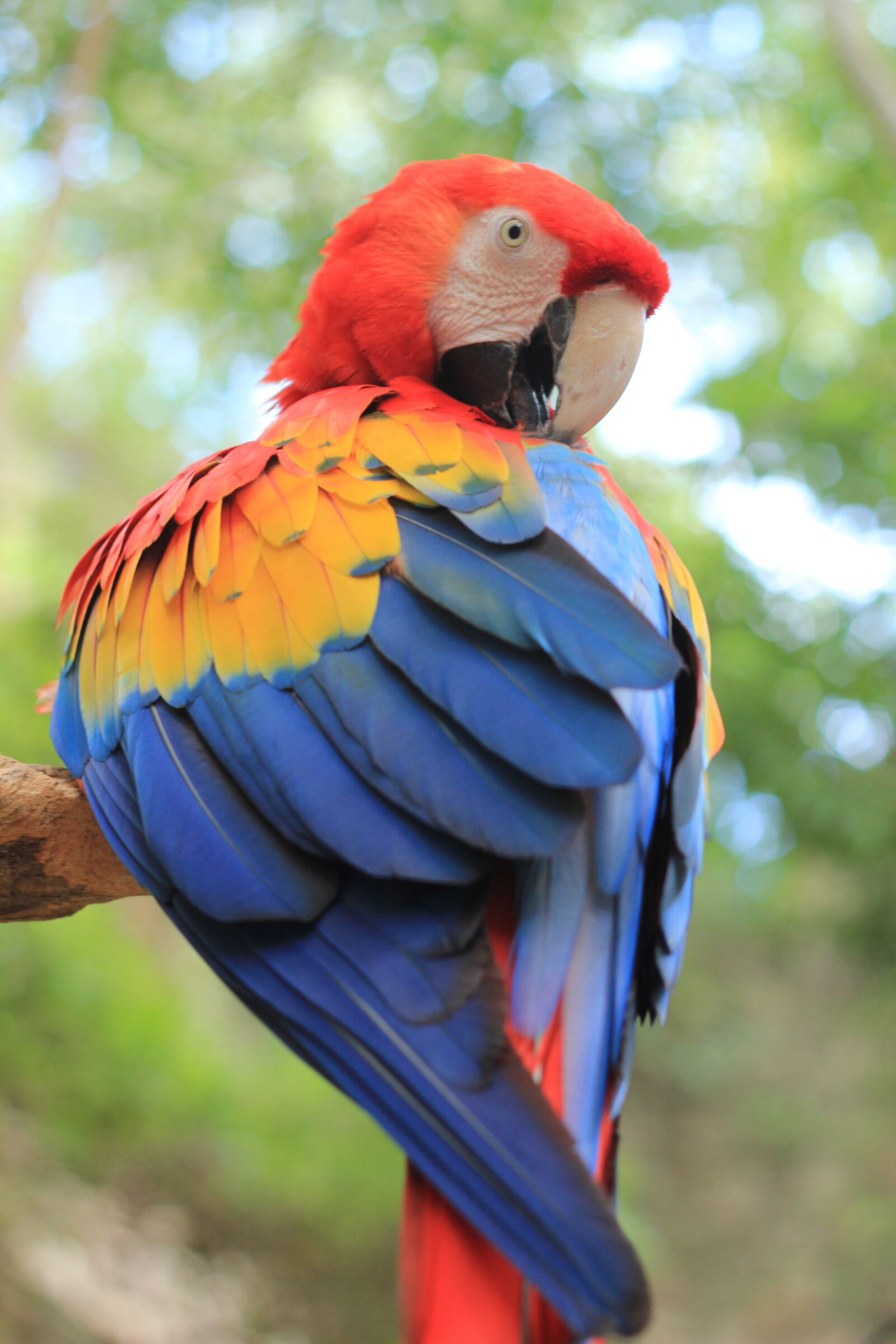 Canon EOS 550D (EOS Rebel T2i / EOS Kiss X4) sample photo. Parrot, ara, birds photography