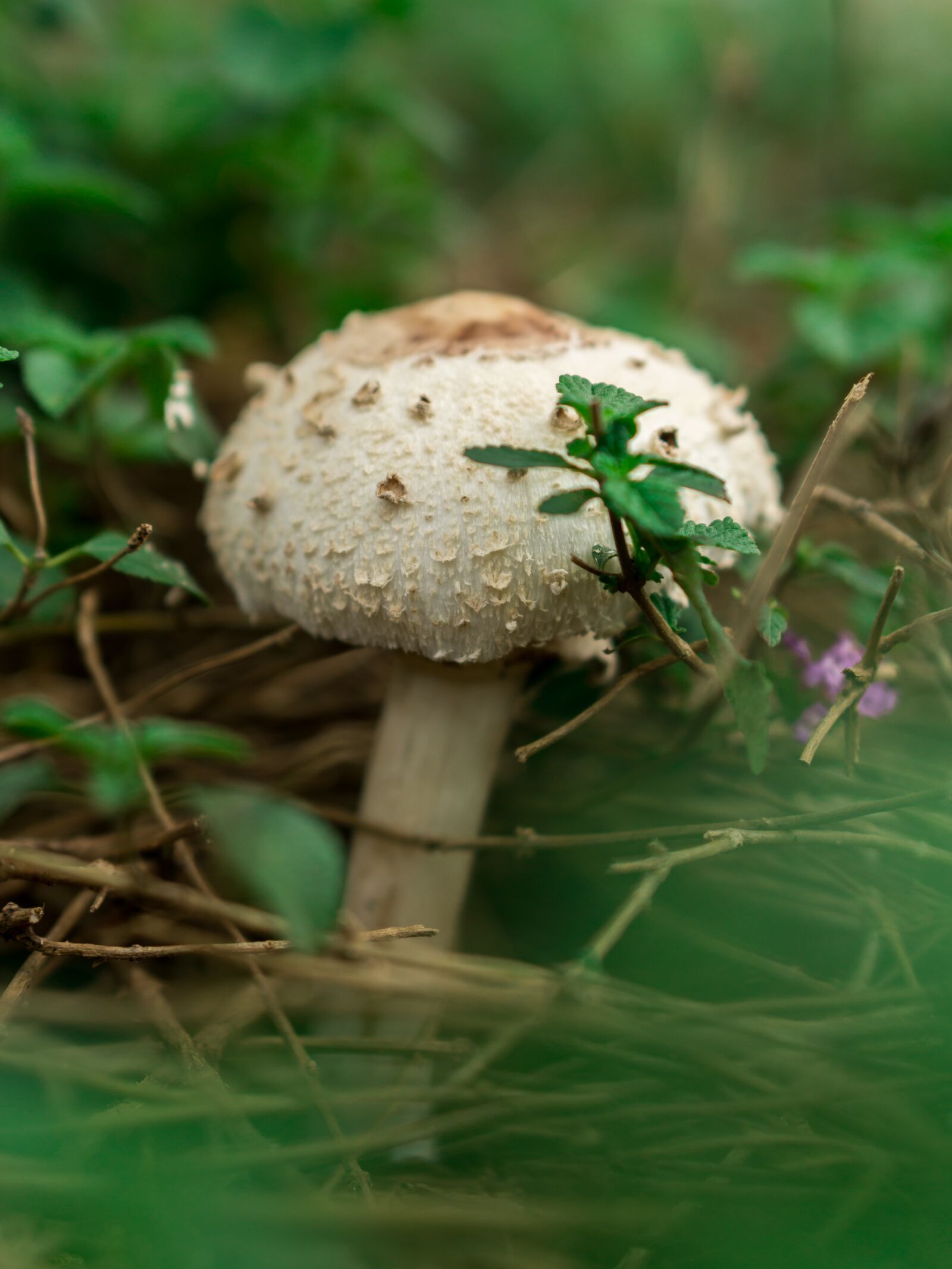 E 50mm F1.8 OSS sample photo. Plant, green, nature photography