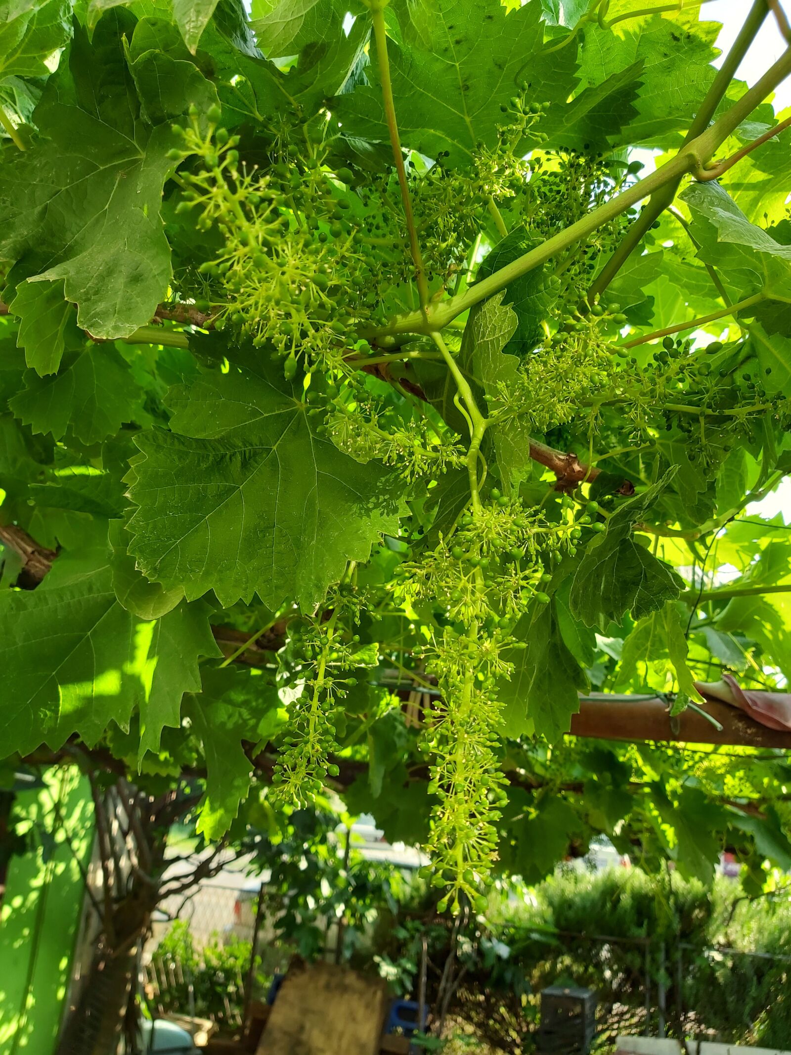 Samsung Galaxy A70 sample photo. Vinegrape vitis vinifera, grape photography