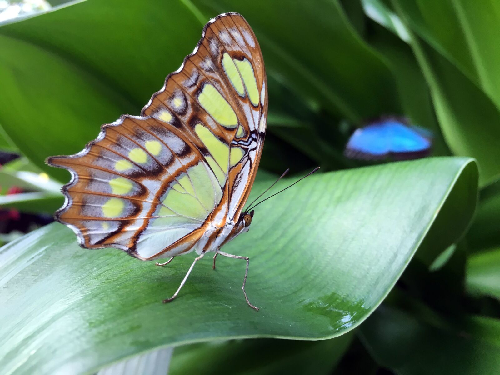 Apple iPhone 6s sample photo. Butterfly, insect, nature photography