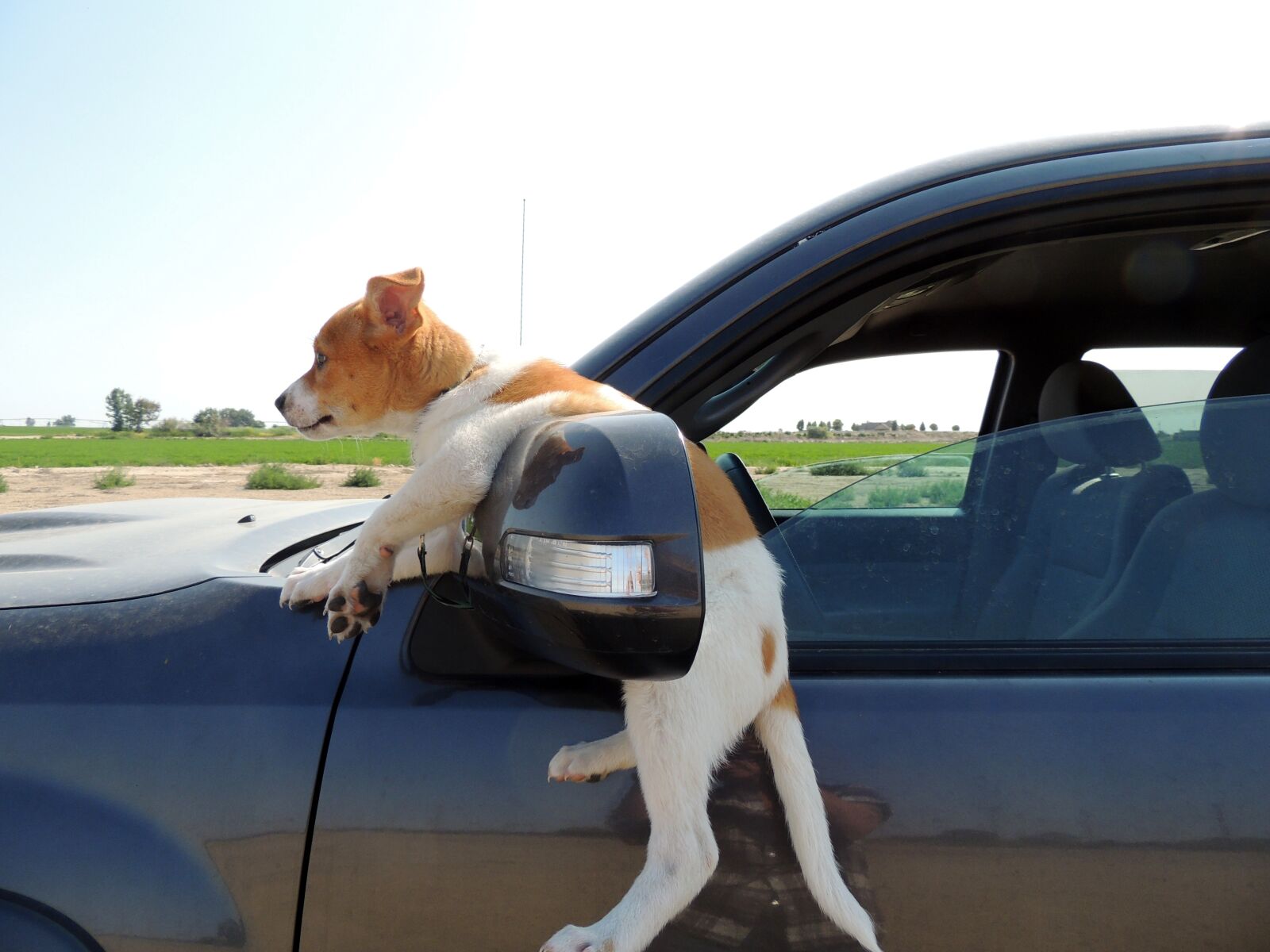 Nikon Coolpix P510 sample photo. Puppy, mischief, truck photography