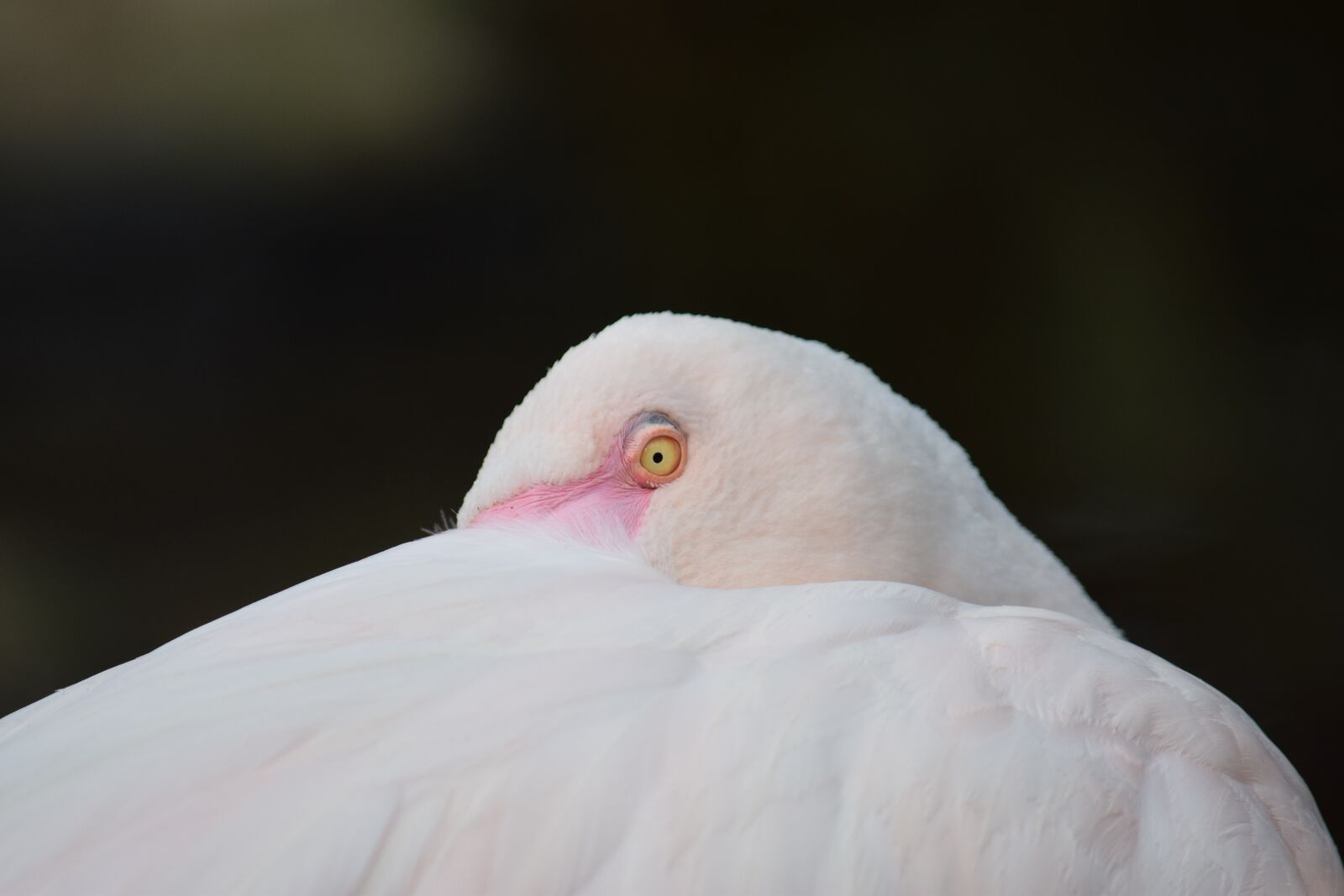 Nikon D3300 sample photo. Flamingo, eye, pink photography