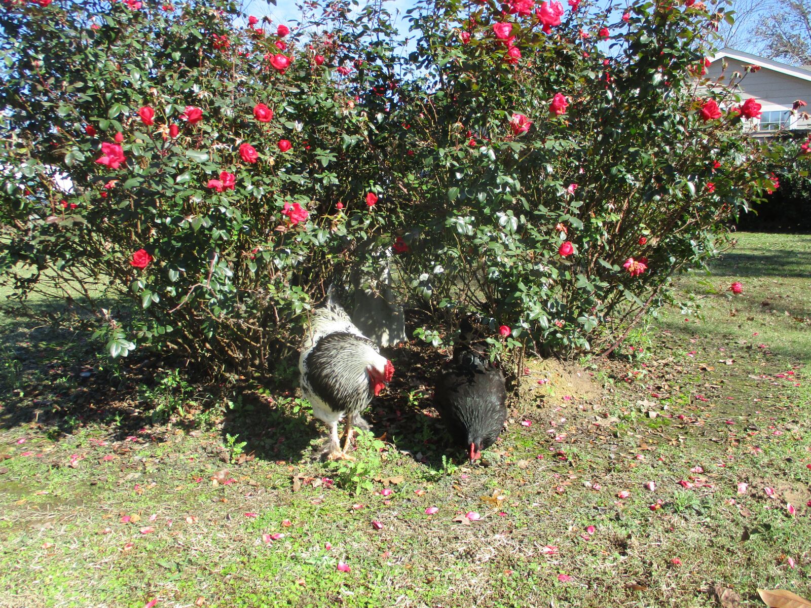 Canon PowerShot ELPH 180 (IXUS 175 / IXY 180) sample photo. Chickens, rooster, hen photography