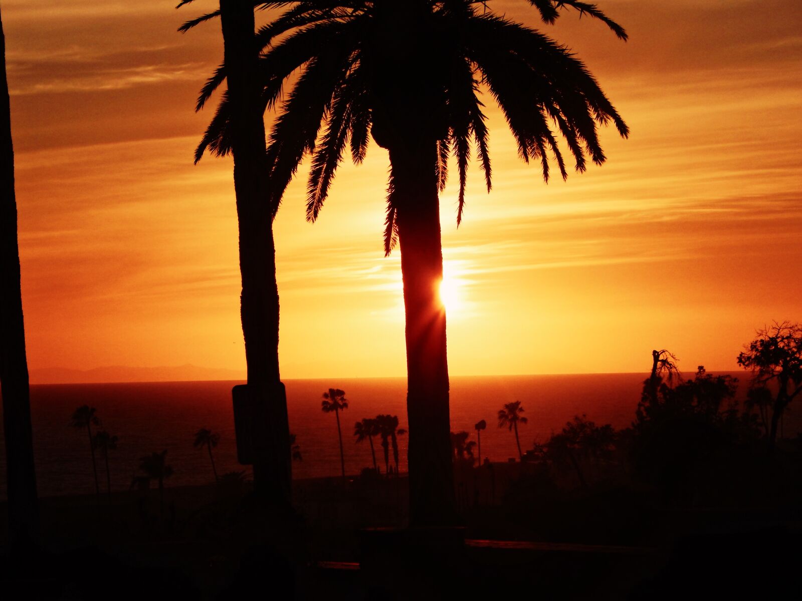 Nikon Coolpix L830 sample photo. California, los, angeles, palms photography