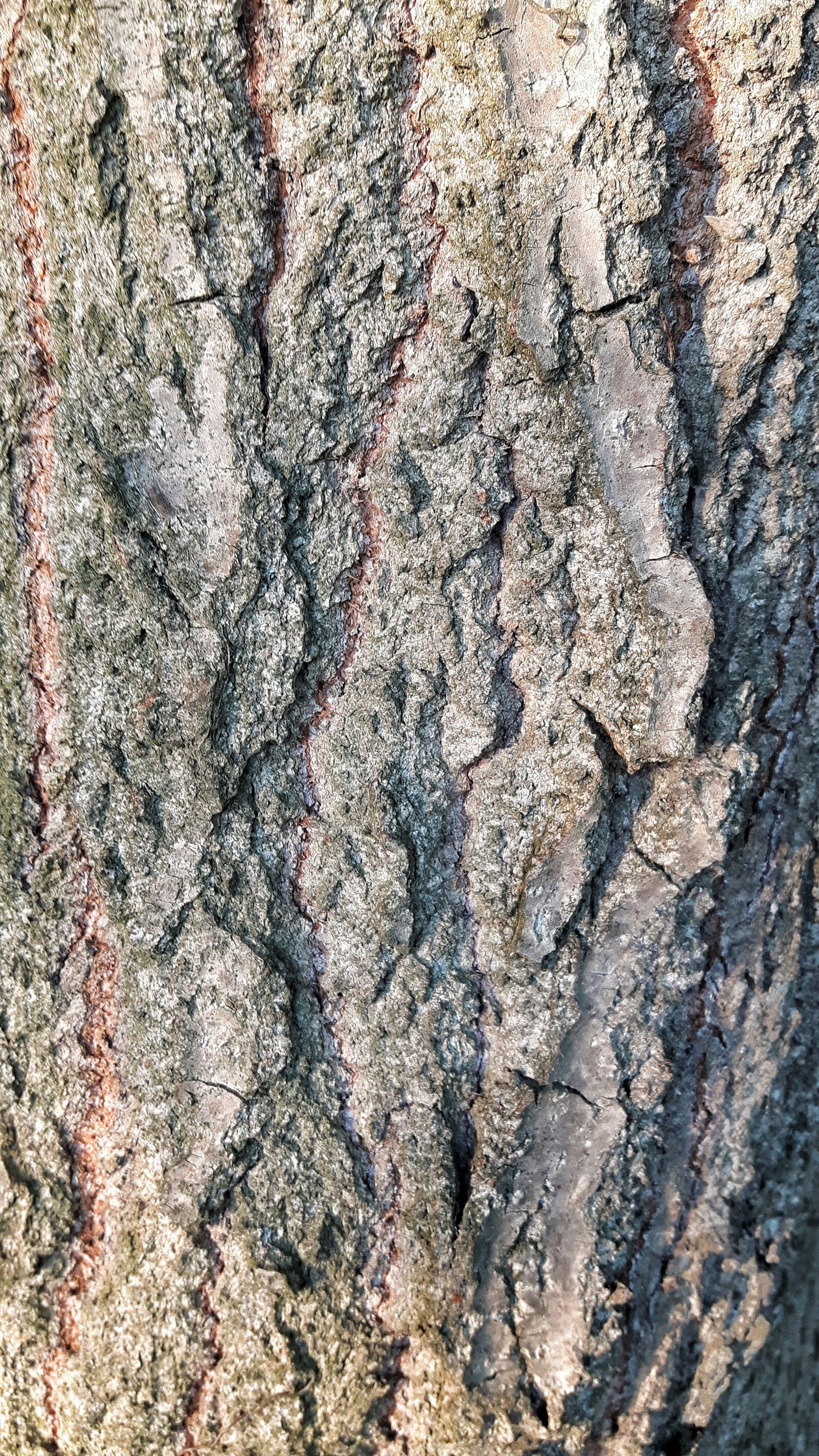 Samsung Galaxy S5 Neo sample photo. Plant, texture, bark photography