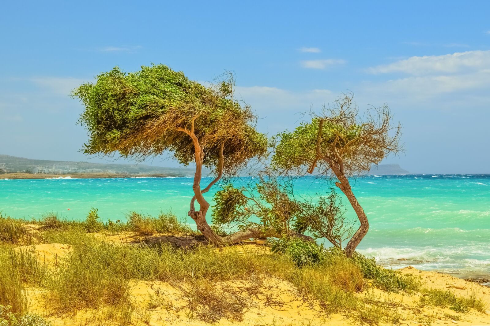 Nikon D3300 sample photo. Tree, dunes, sea photography