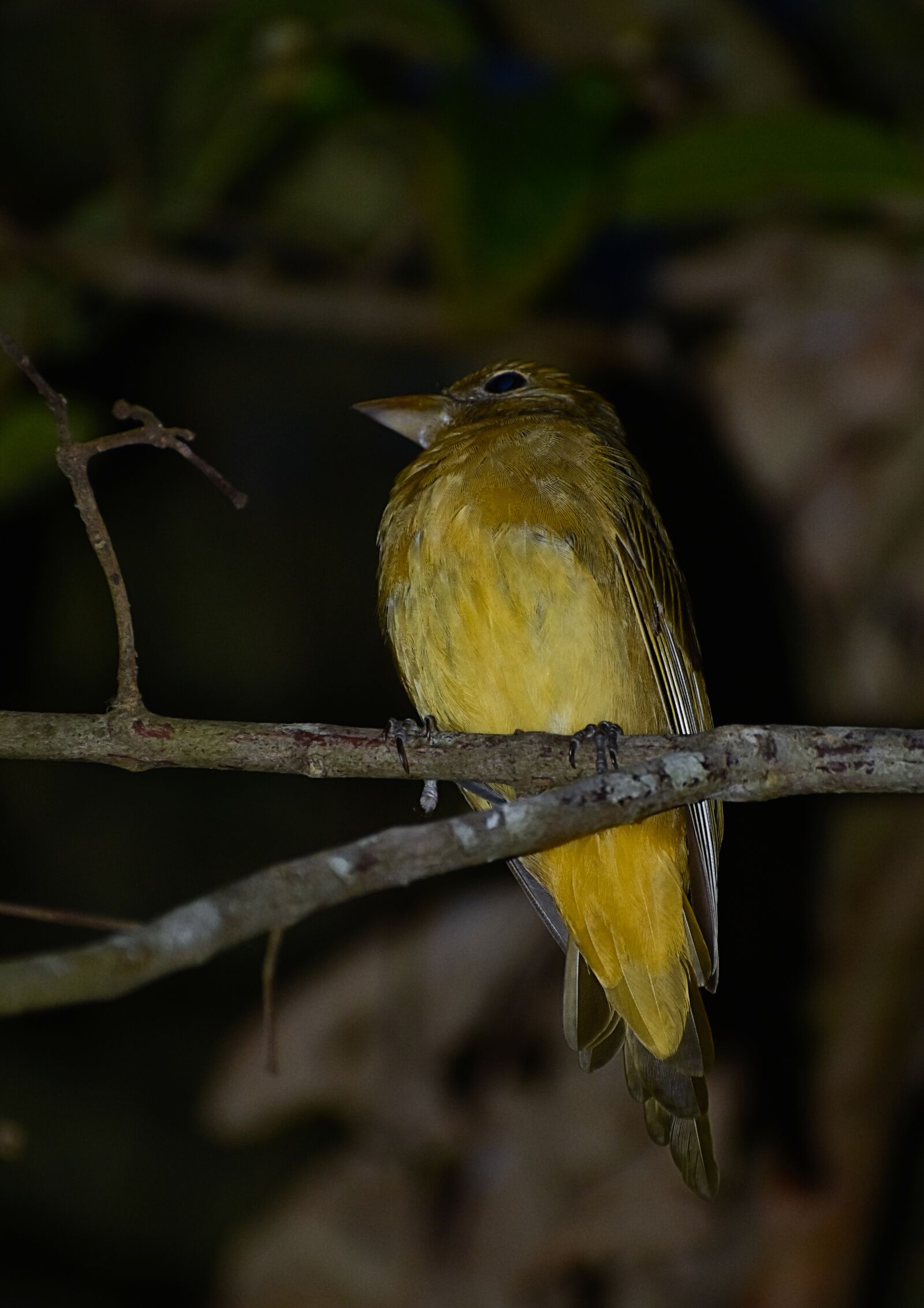 Nikon D3400 sample photo. Birds, nature, spring photography