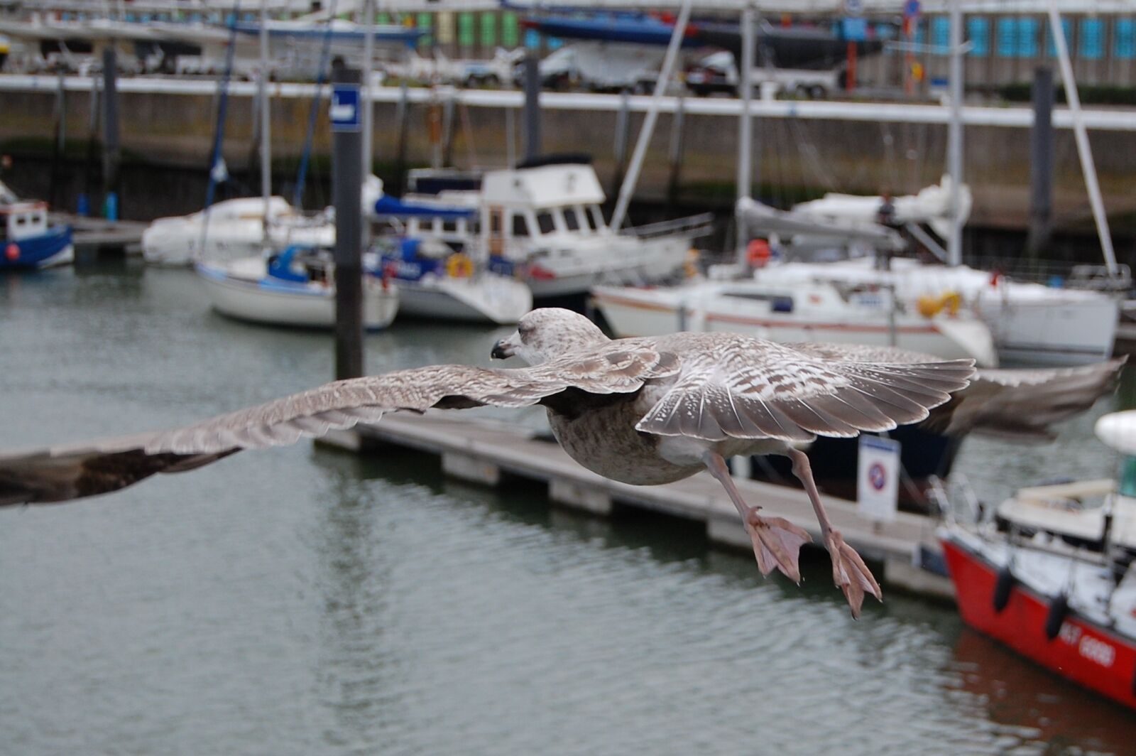 Nikon D40 sample photo. Oostende, flying, lake photography