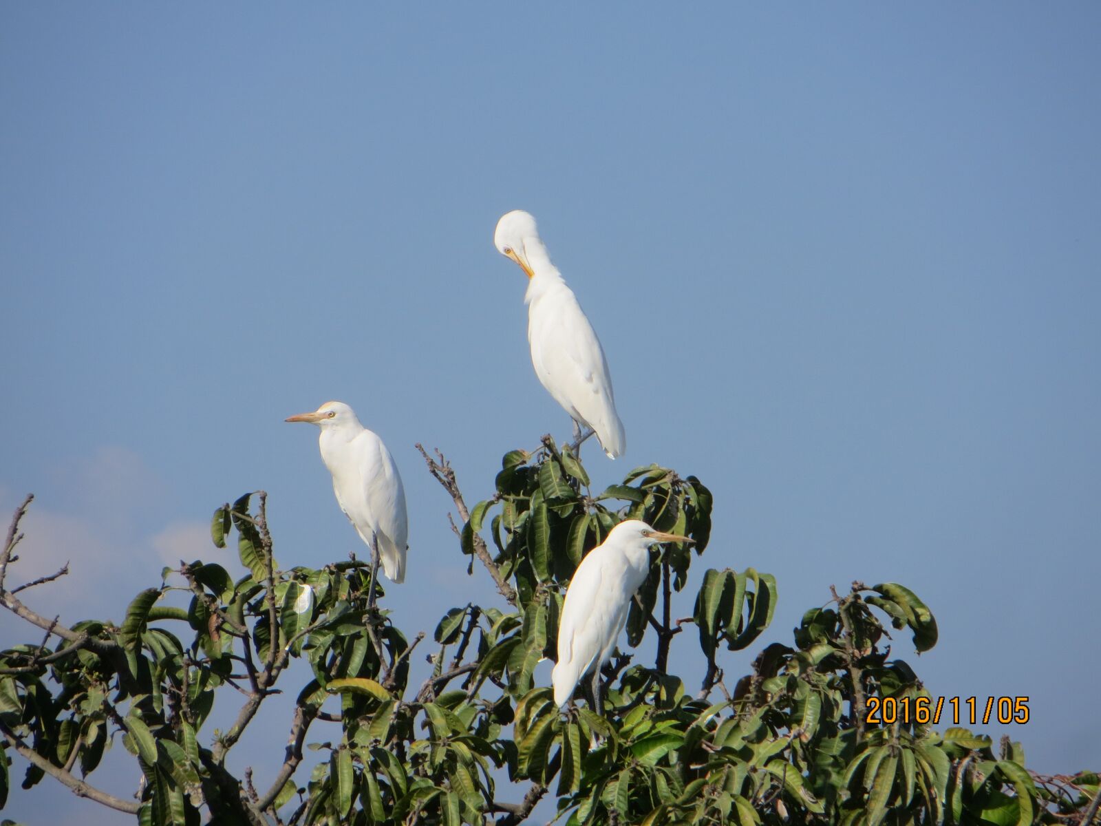 Canon PowerShot SX260 HS sample photo. Birds, blue sky, hd photography