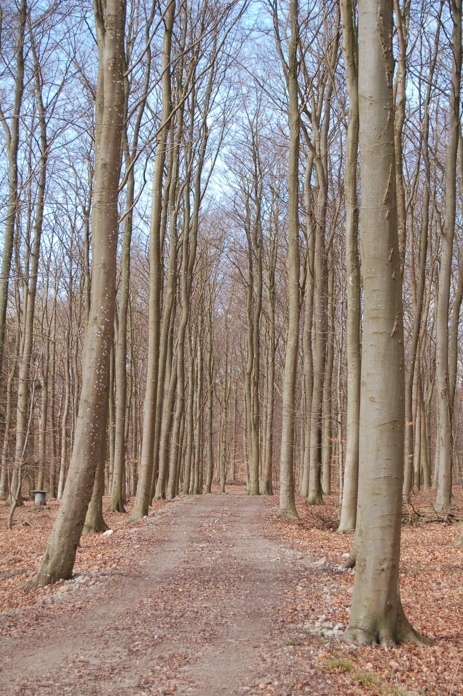 Nikon D50 sample photo. Forest, trees, natural photography