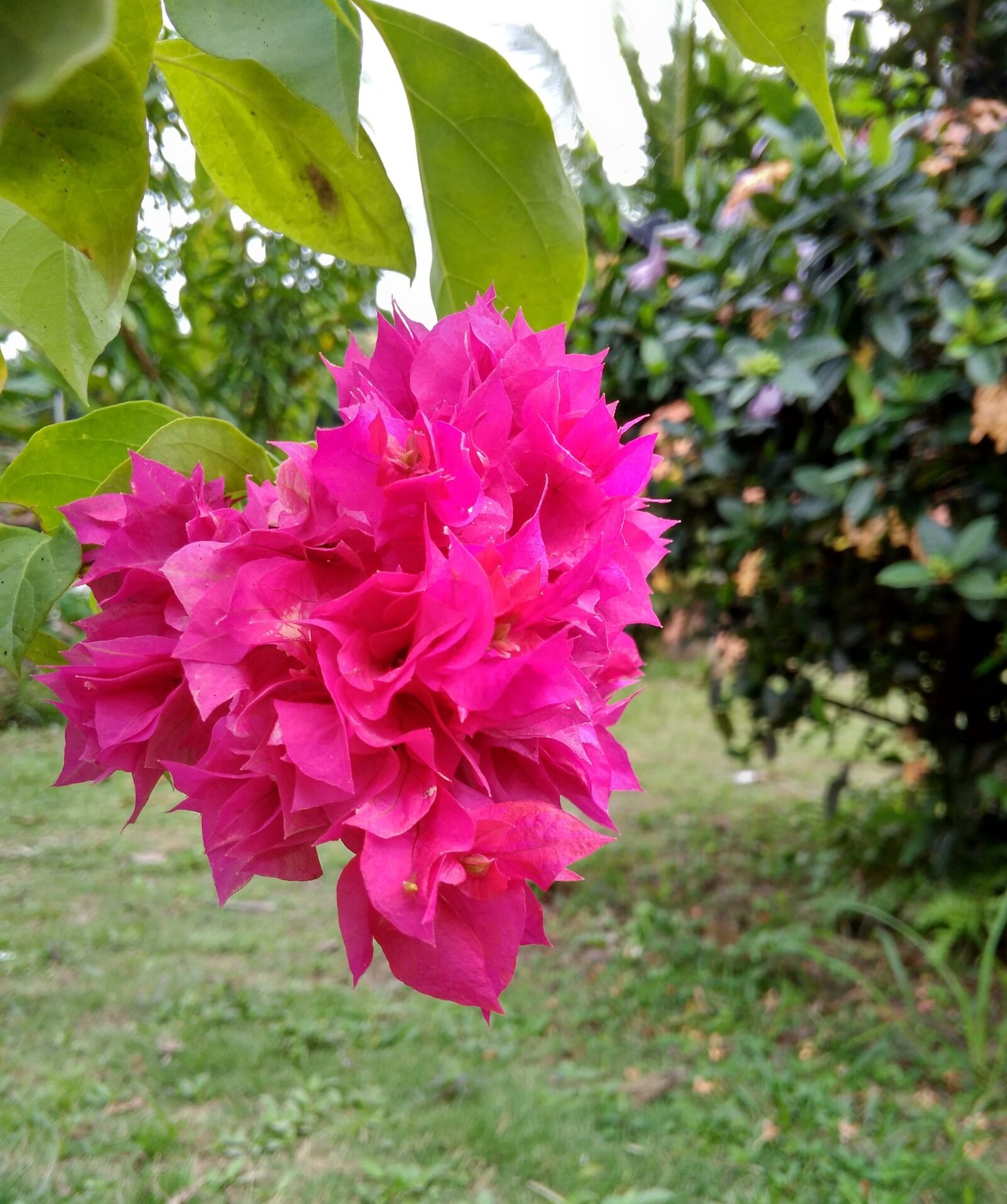 Xiaomi Redmi 4A sample photo. Flower, bougainvillea, red photography