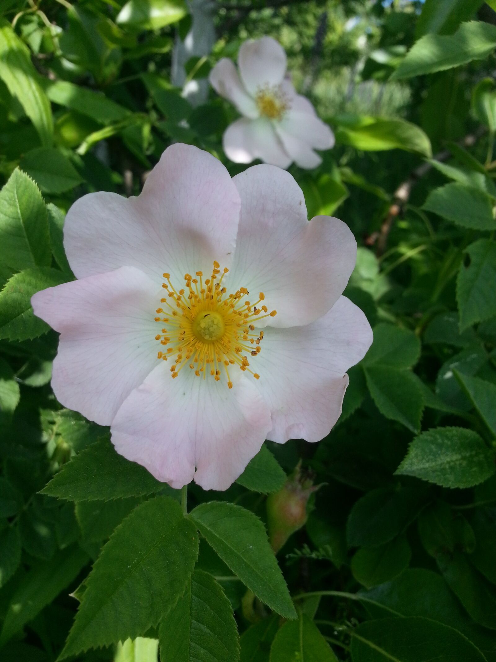 Samsung Galaxy S3 sample photo. Dacha, flowers, nature photography